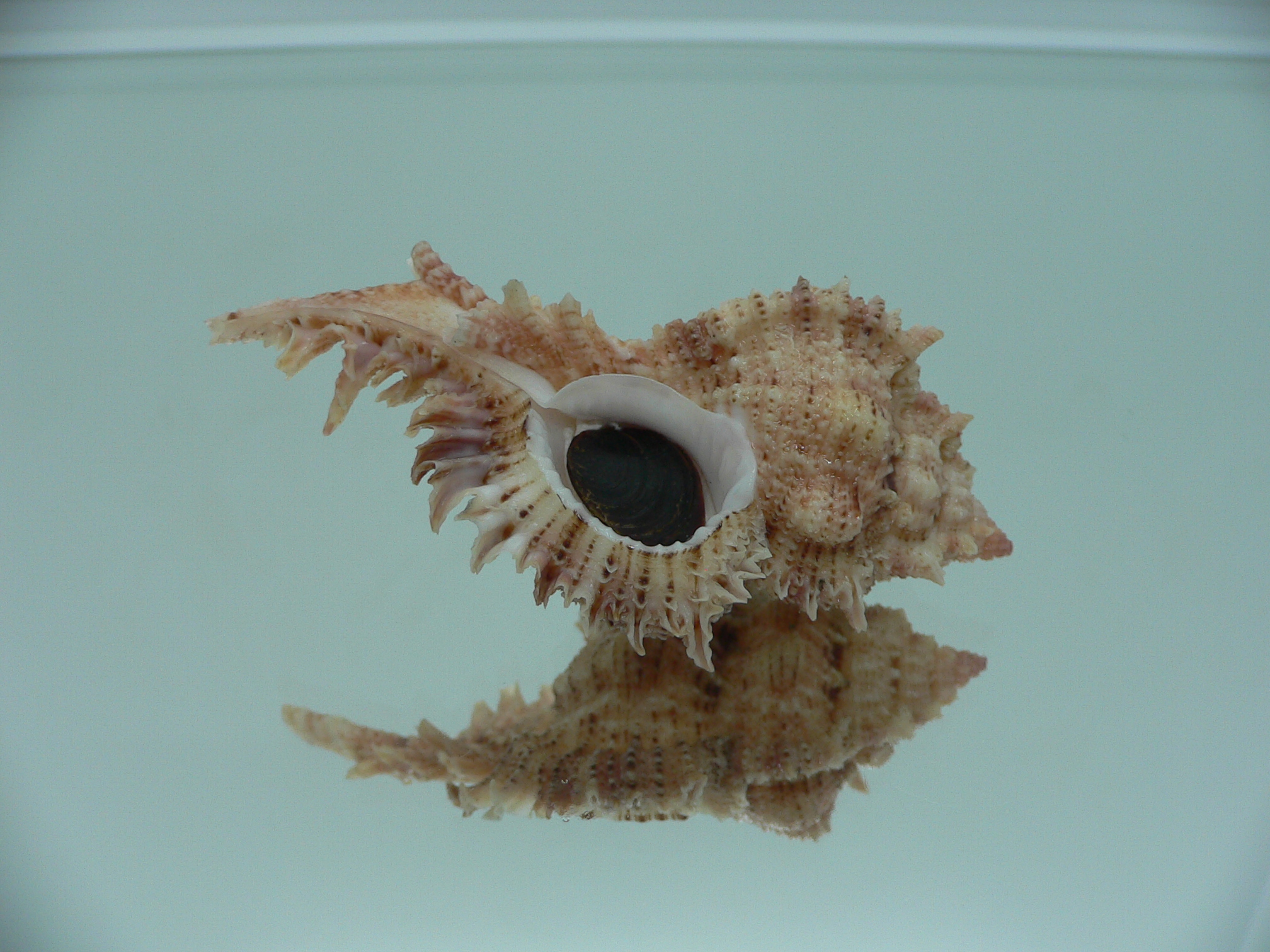 Chicomurex pseudosuperbus BIG & COLOR