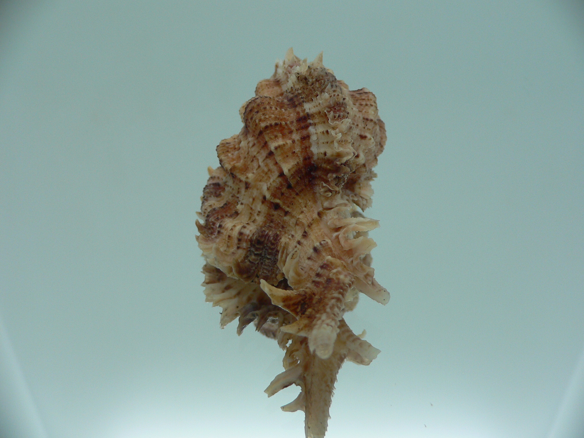 Chicomurex pseudosuperbus BIG & BICOLOR