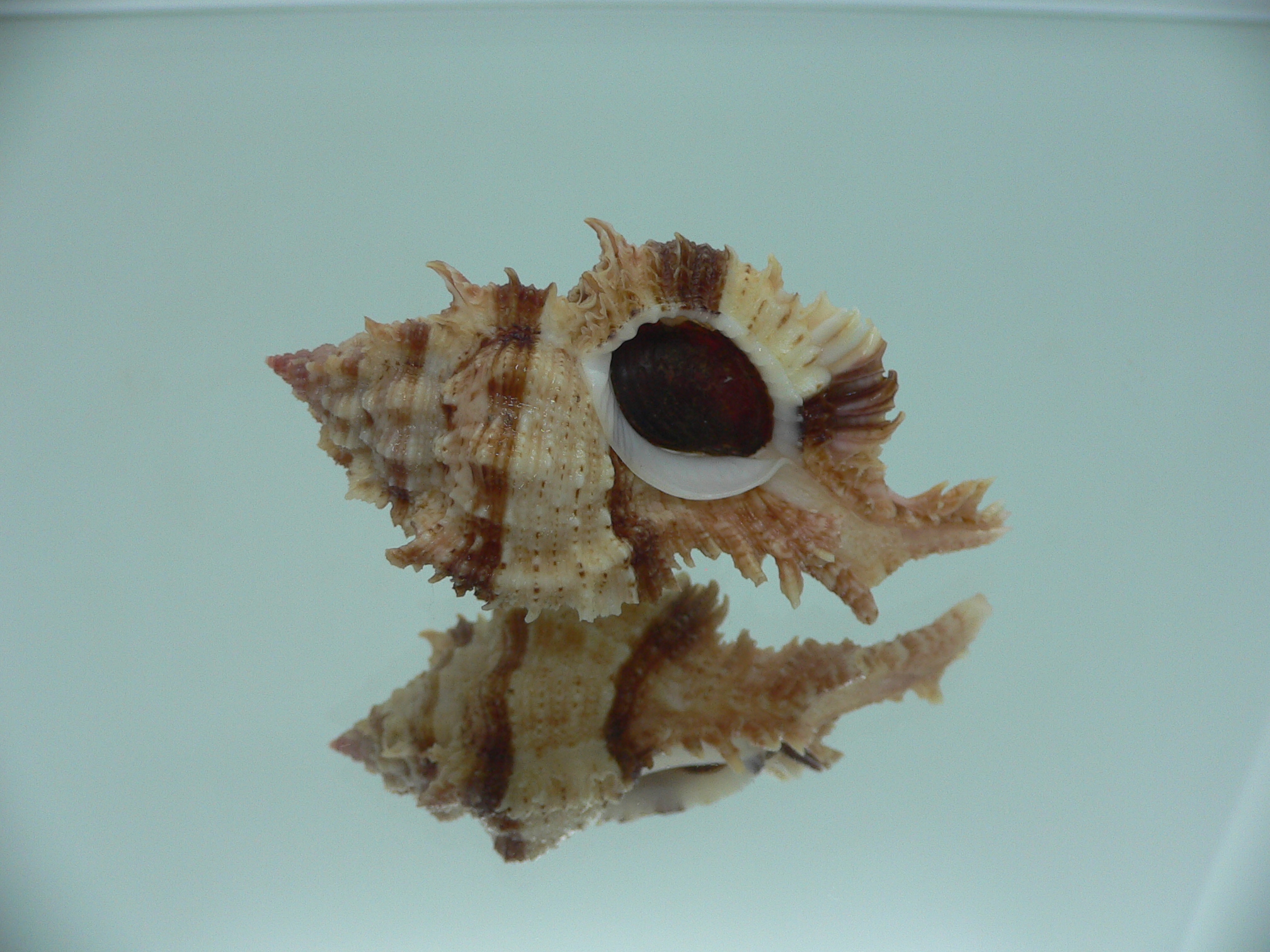 Chicomurex pseudosuperbus BIG & BICOLOR