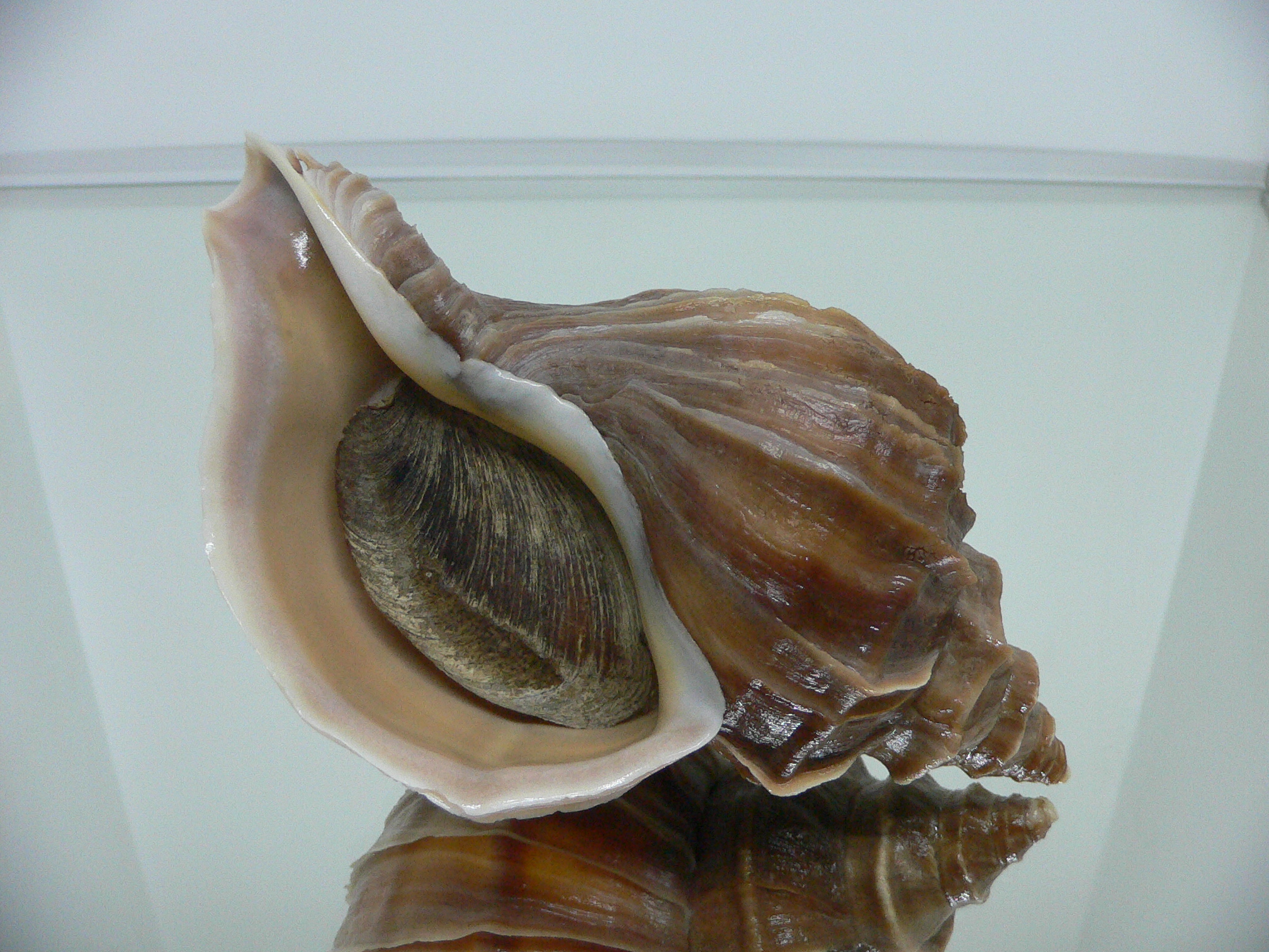 Neptunea polycostata polycostata COLOR & STRIPES