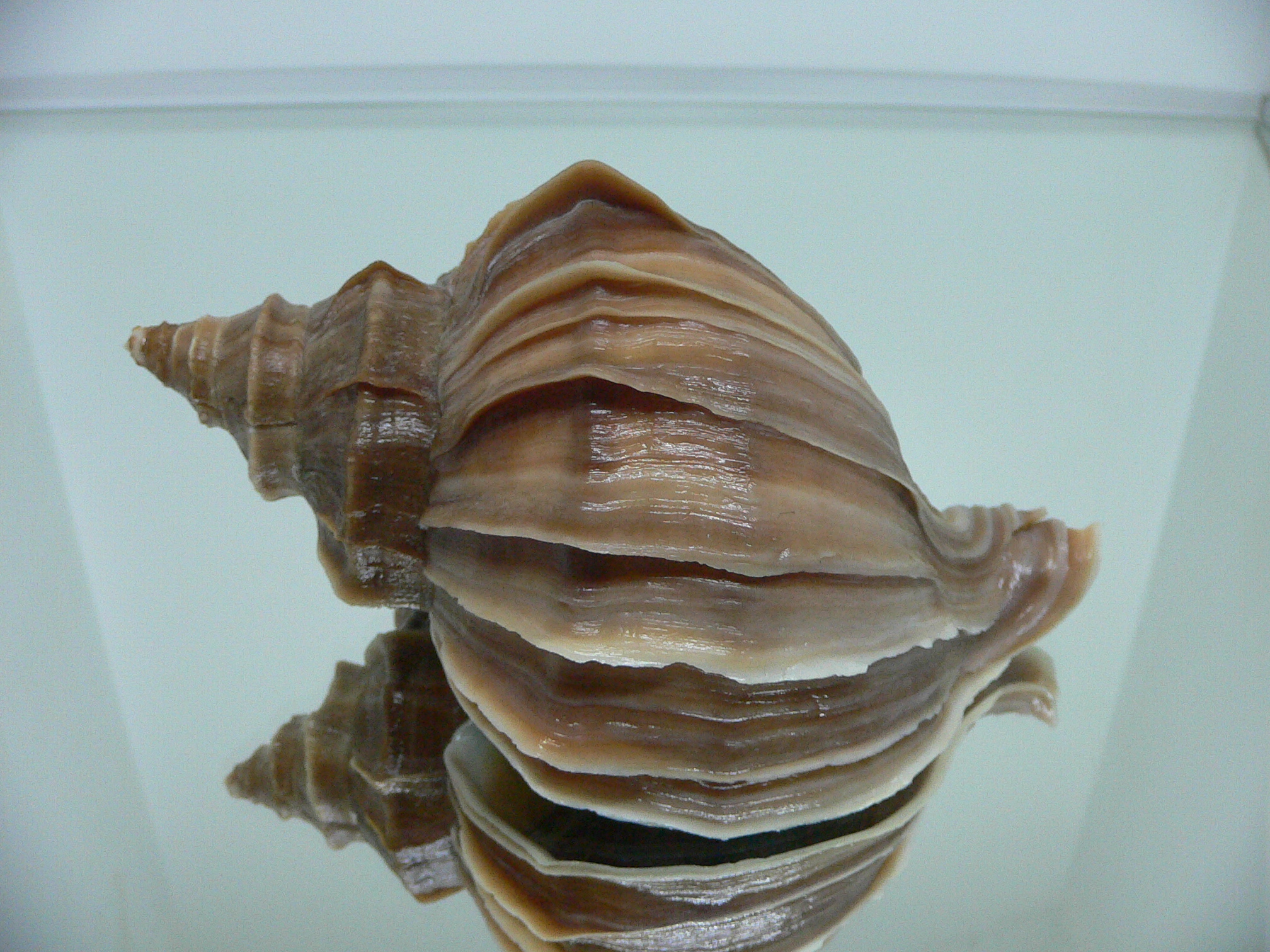 Neptunea polycostata polycostata COLOR & STRIPES