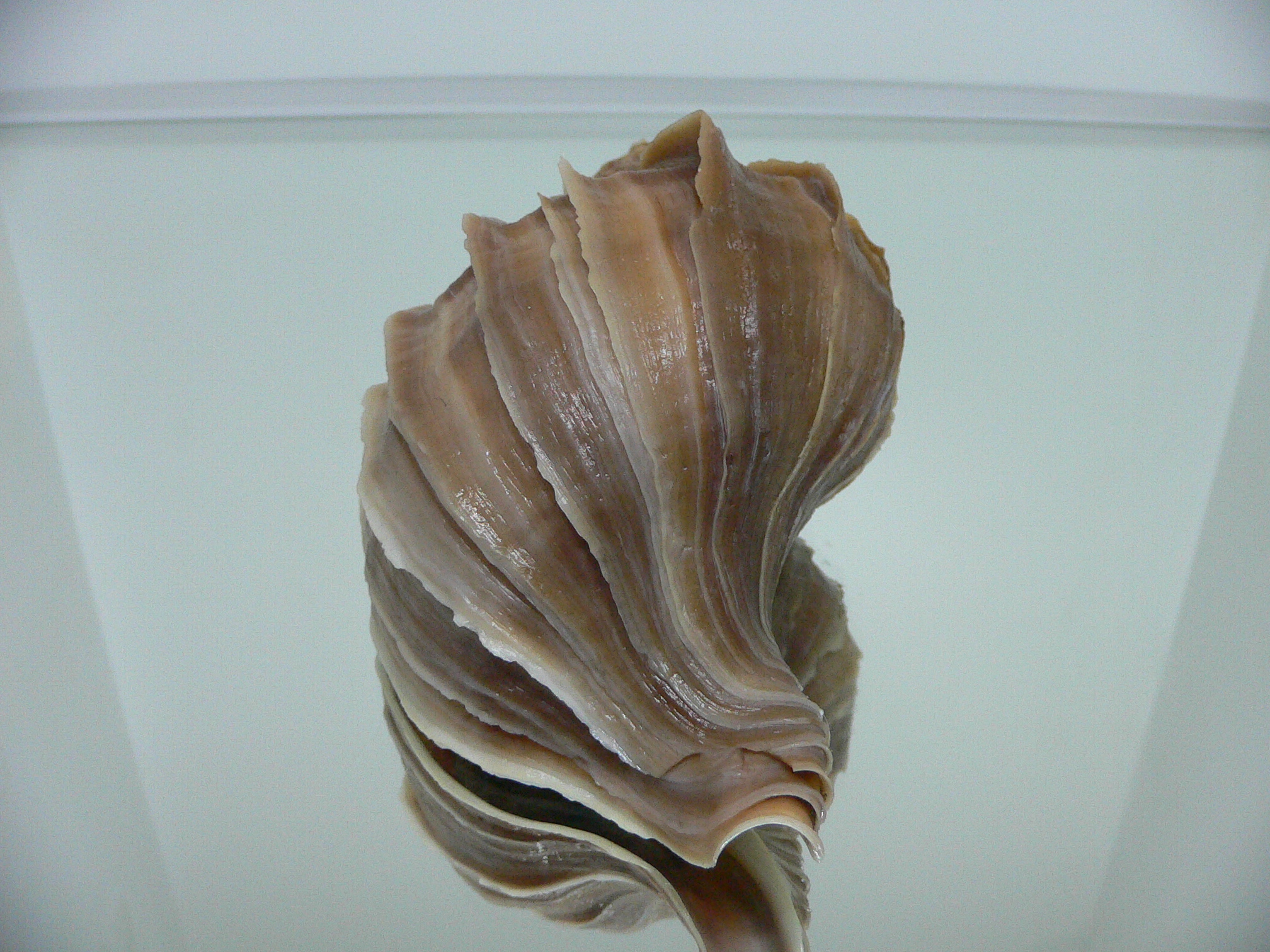 Neptunea polycostata polycostata COLOR & STRIPES