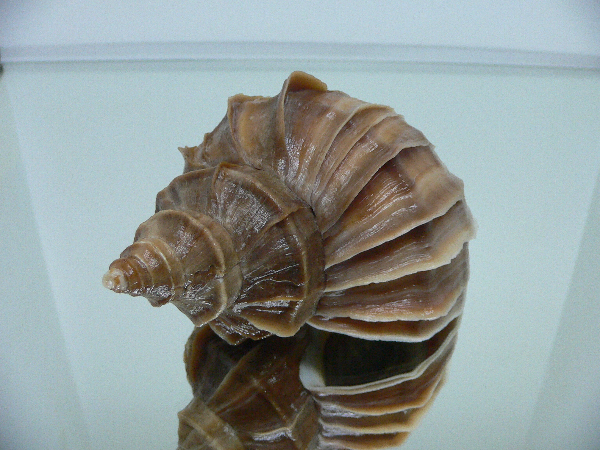 Neptunea polycostata polycostata COLOR & STRIPES