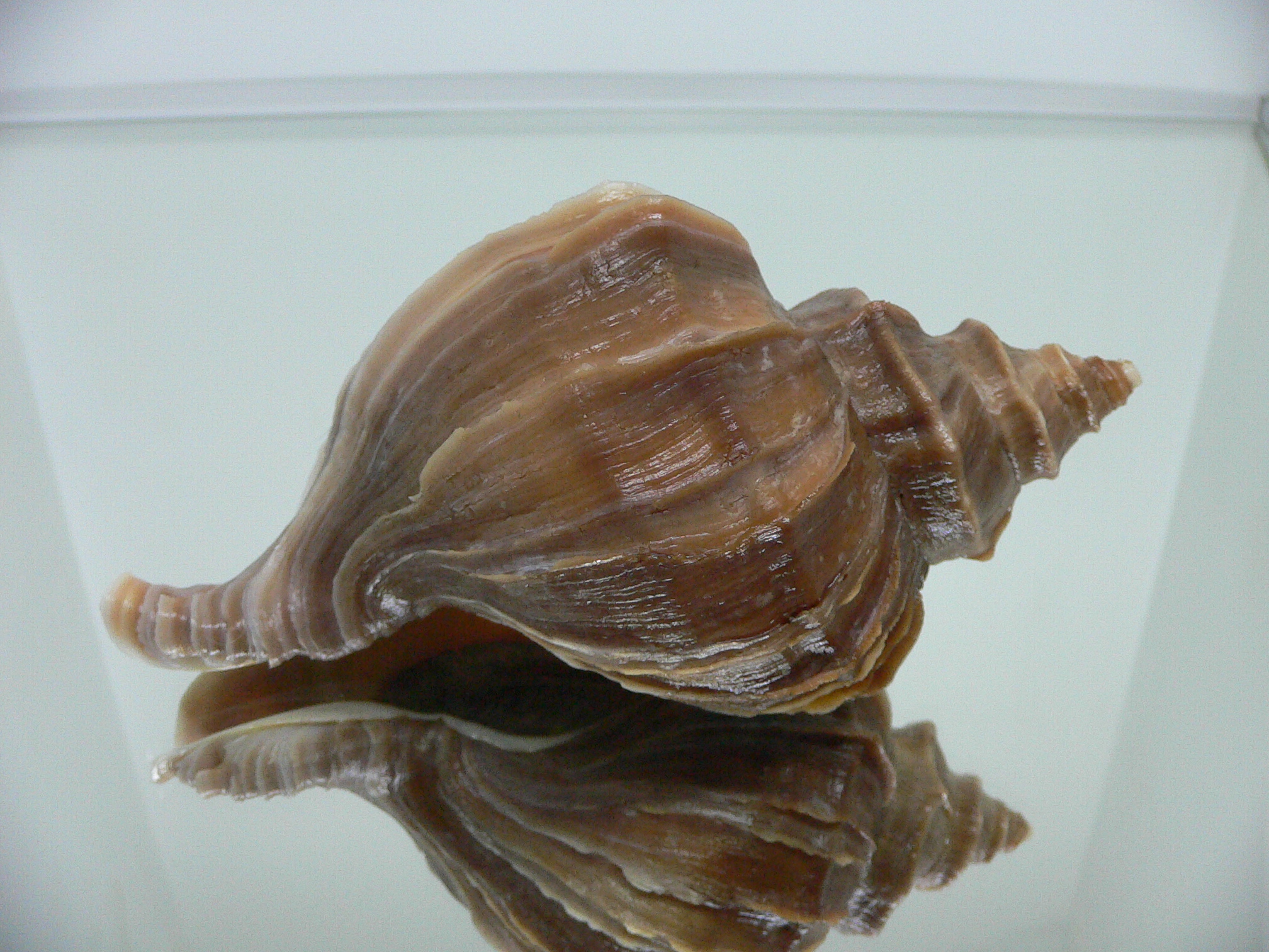 Neptunea polycostata polycostata COLOR & STRIPES