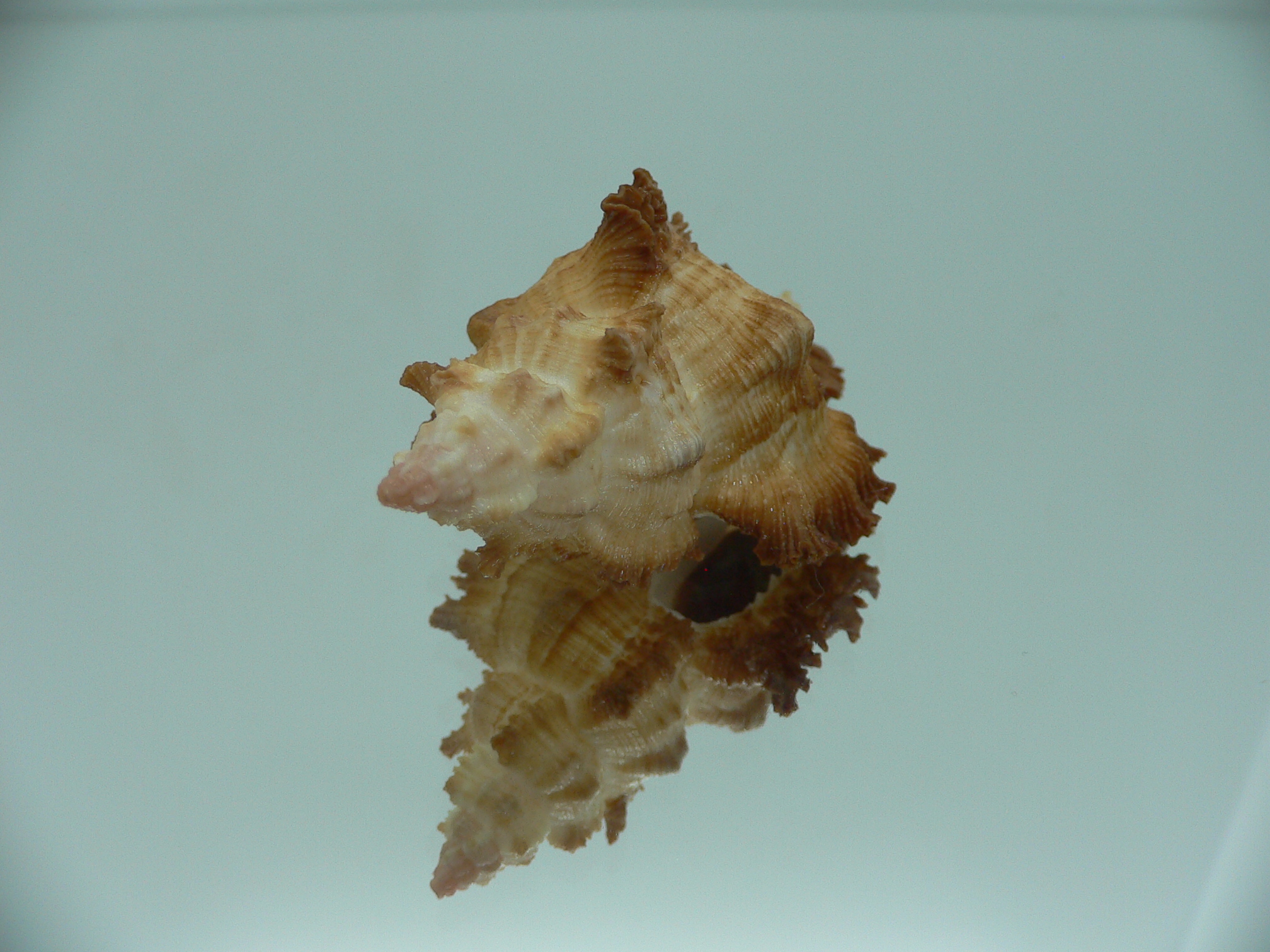 Chicoreus banksii CURLY