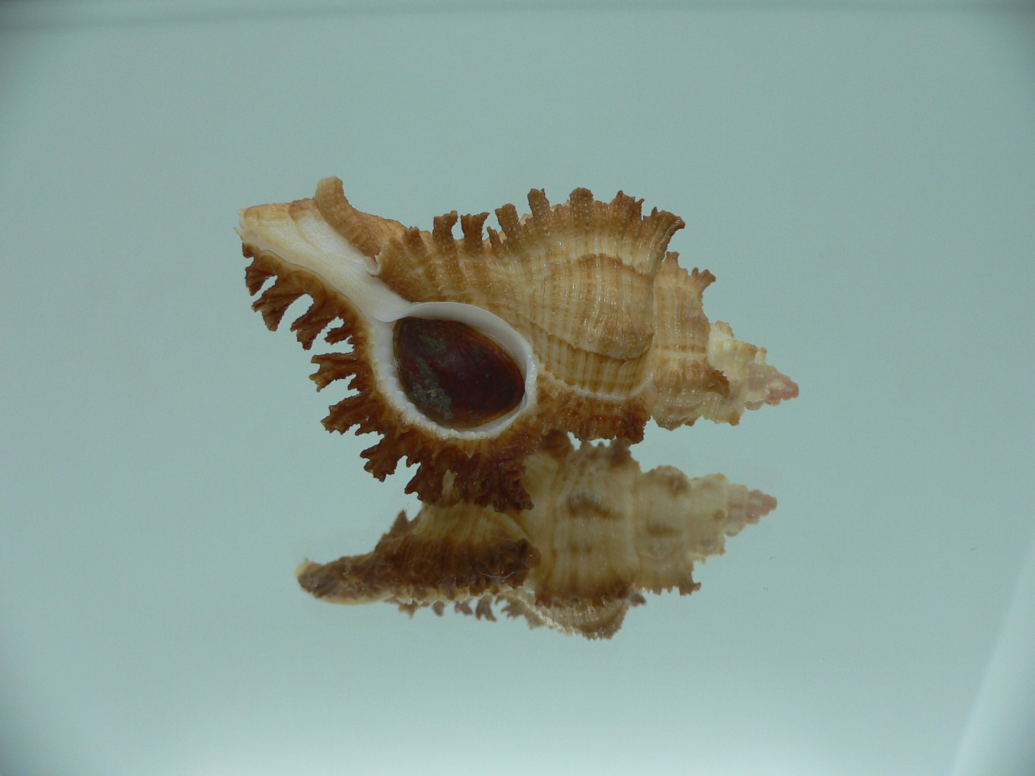 Chicoreus banksii CURLY
