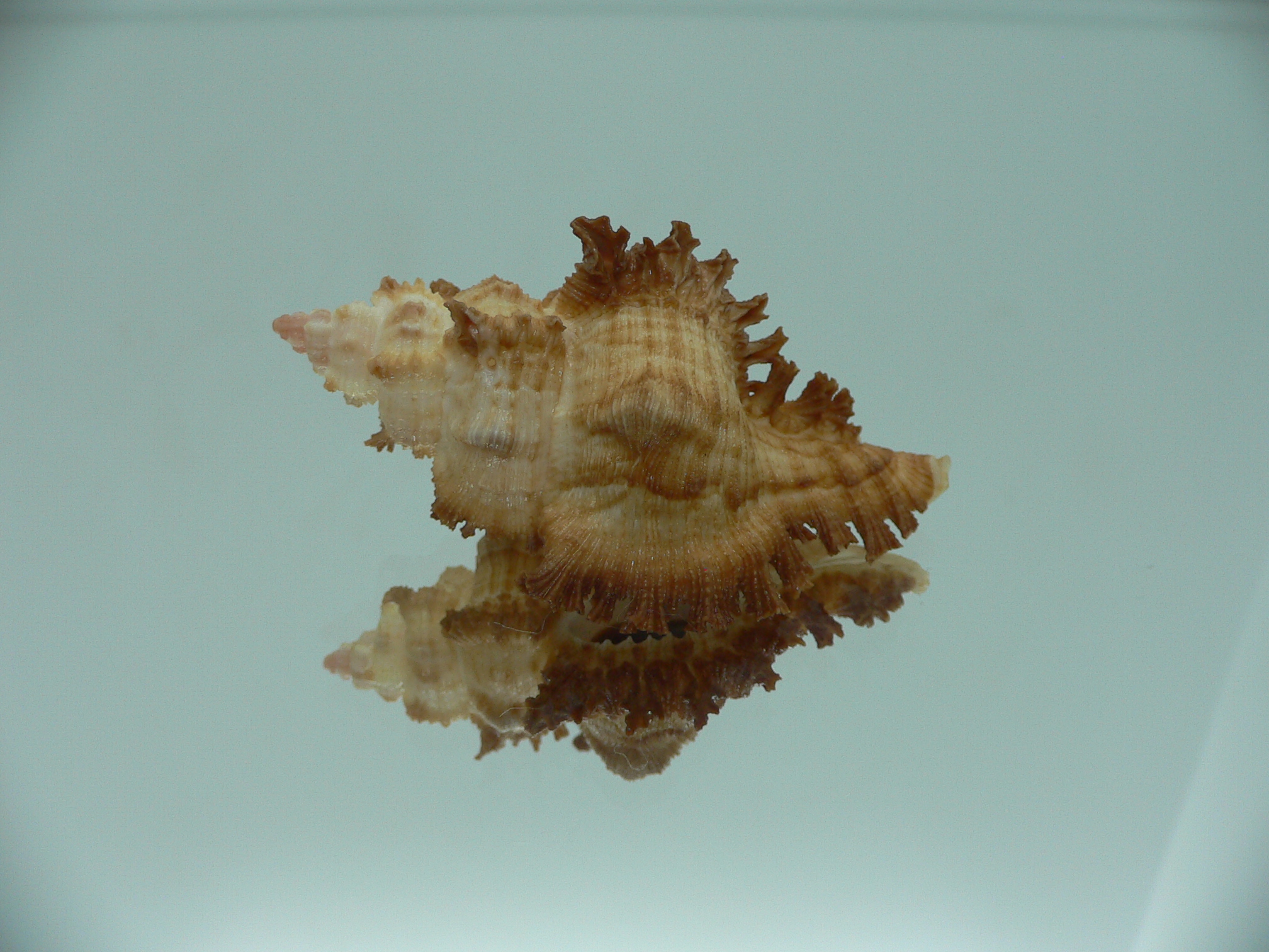 Chicoreus banksii CURLY
