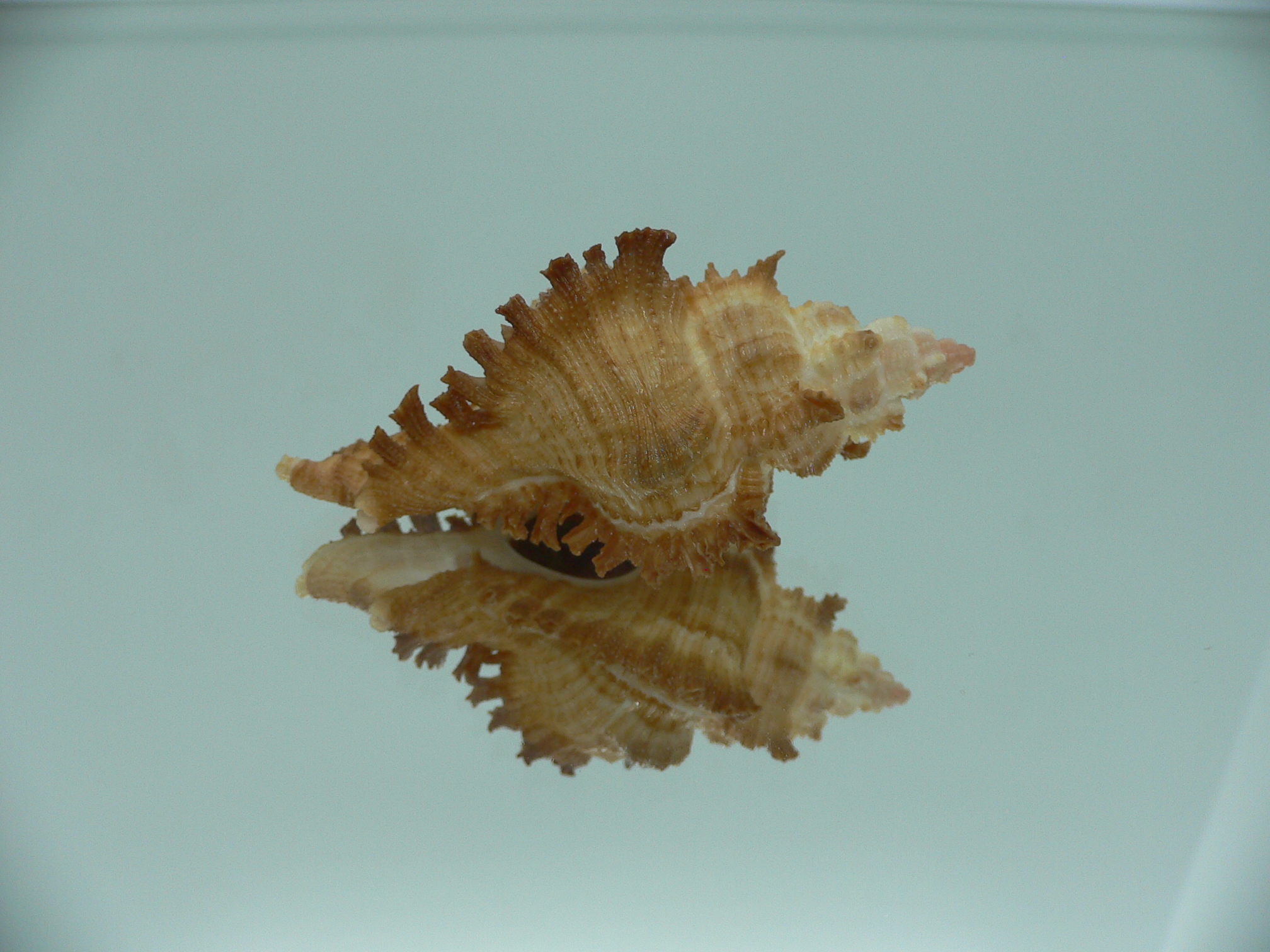 Chicoreus banksii CURLY