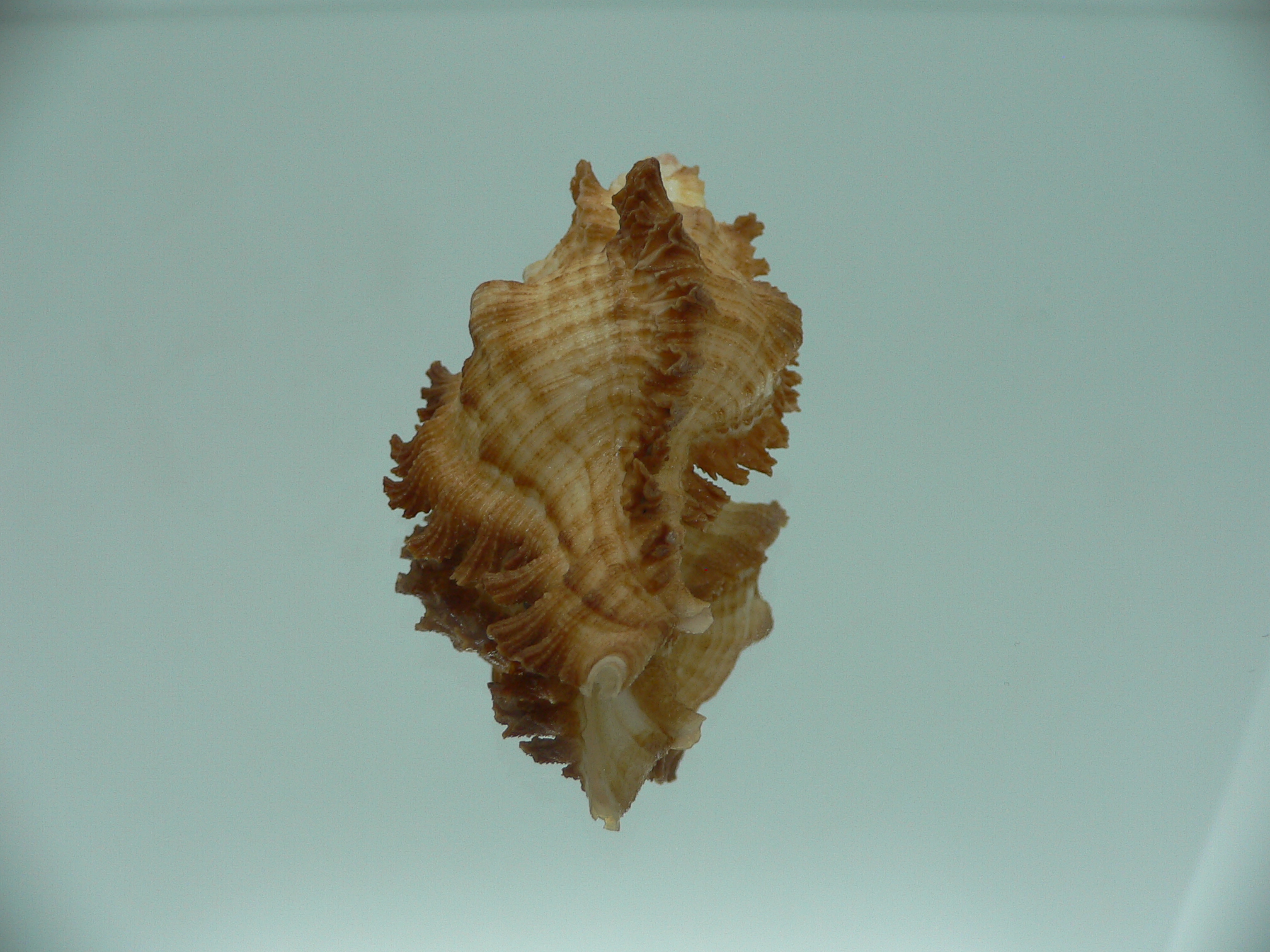 Chicoreus banksii CURLY