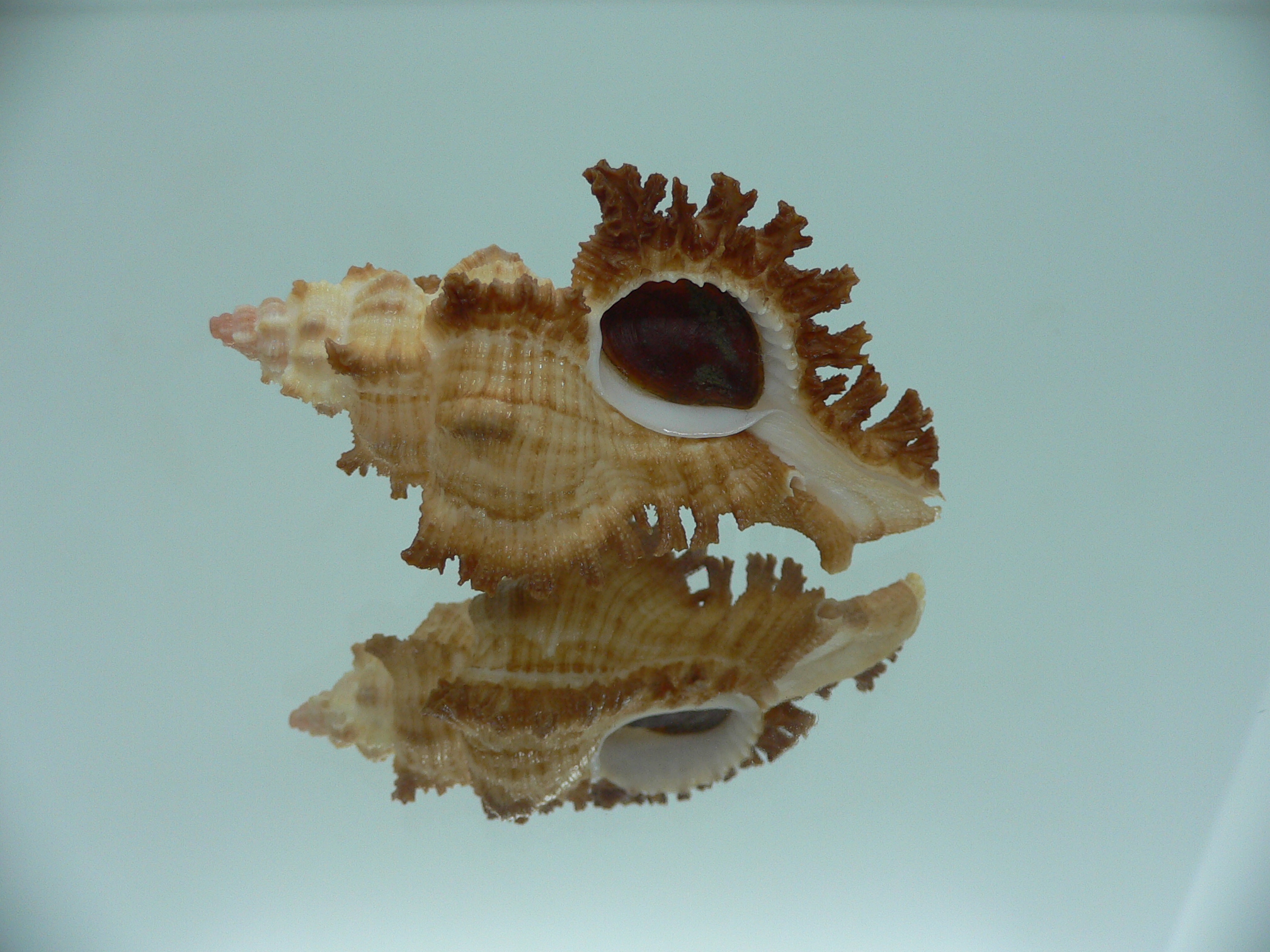 Chicoreus banksii CURLY