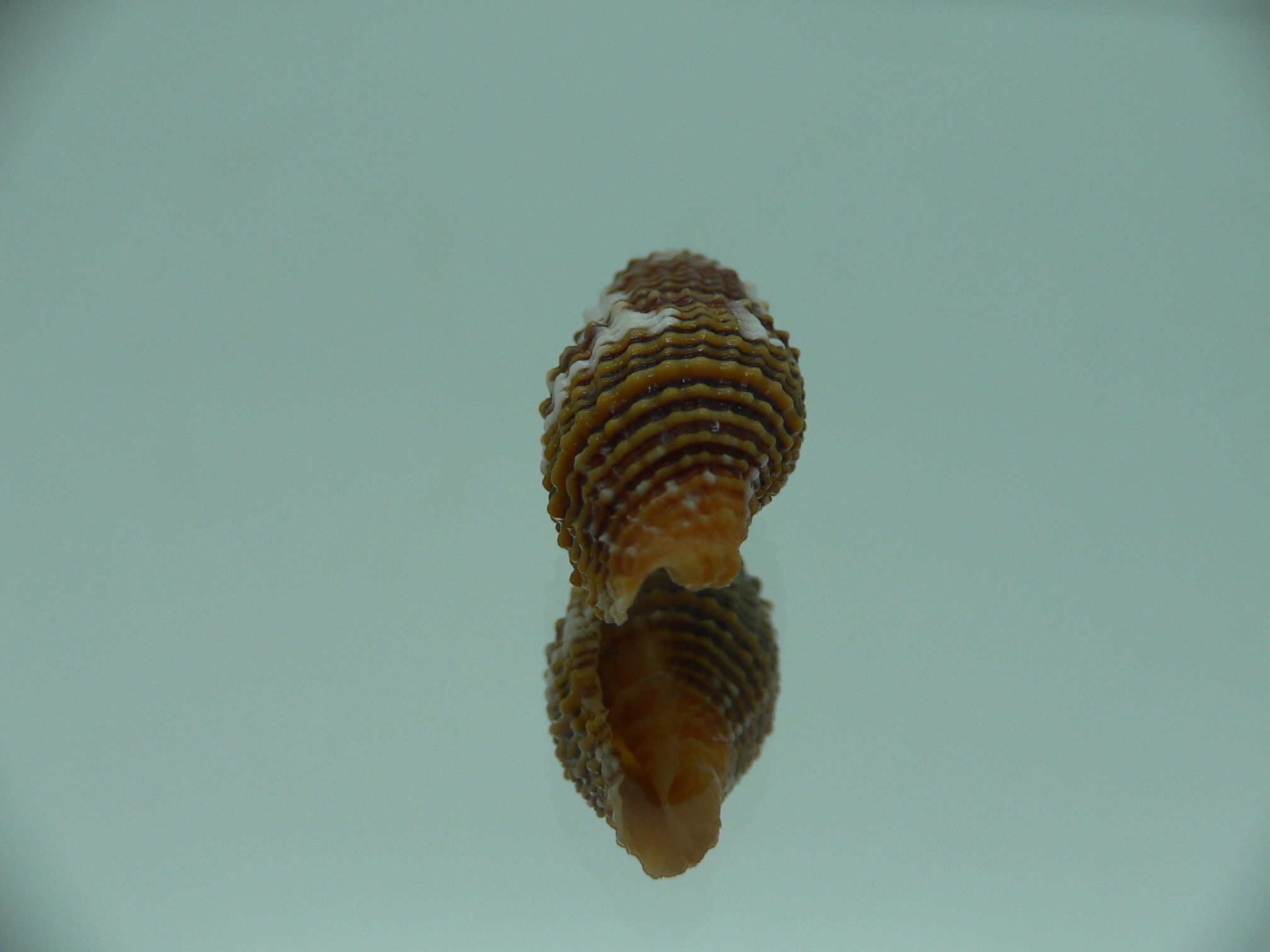 Vexillum crocatum cumingi (var.) VERY BIG