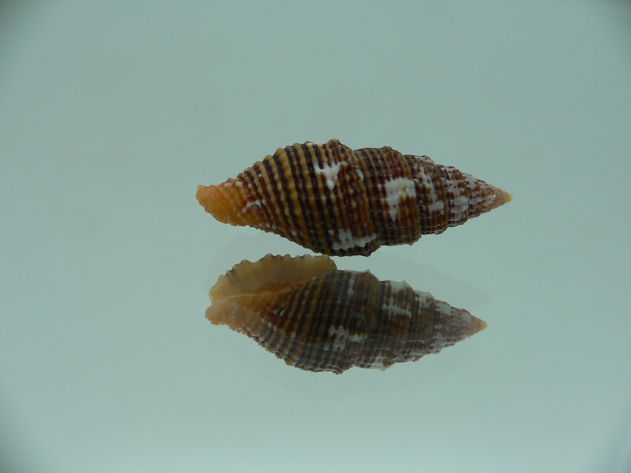 Vexillum crocatum cumingi (var.) VERY BIG