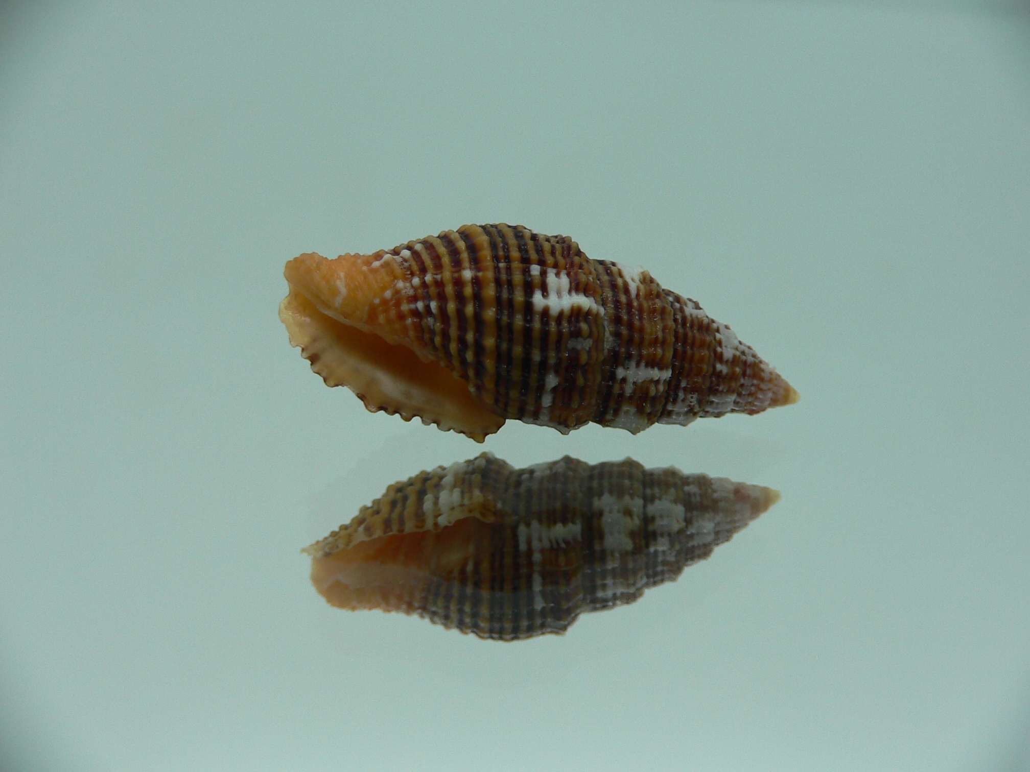 Vexillum crocatum cumingi (var.) VERY BIG