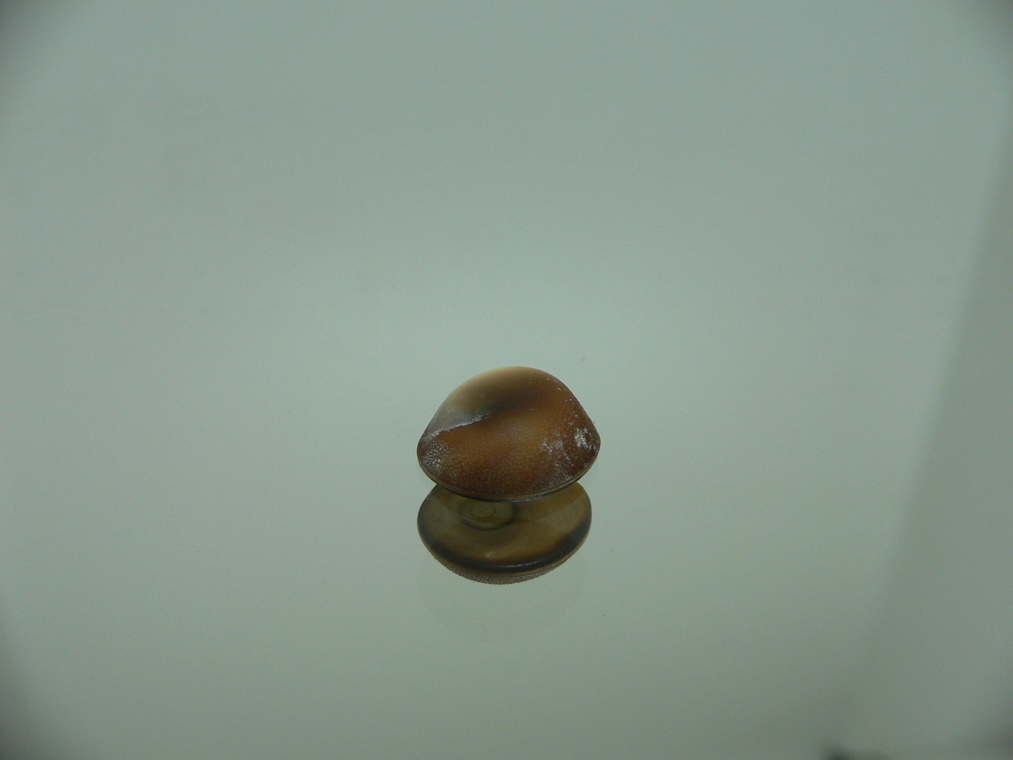 Крышечка Turbo (Marmarostoma)