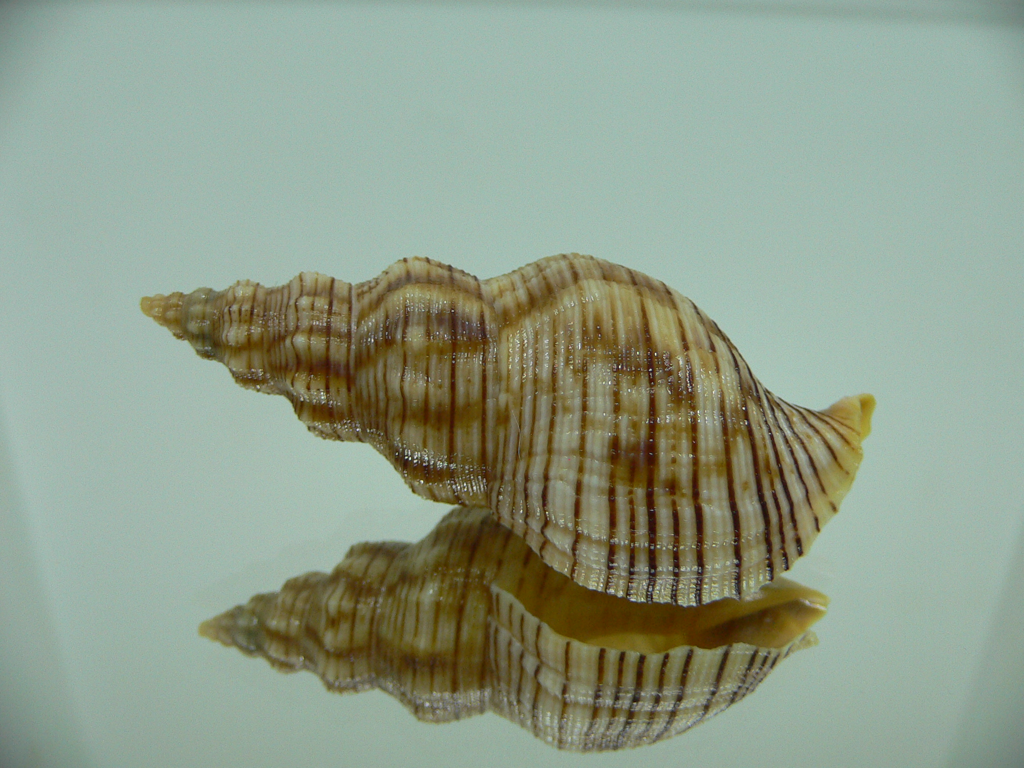 Siphonalia spadicea spadicea BIG & STRIPES