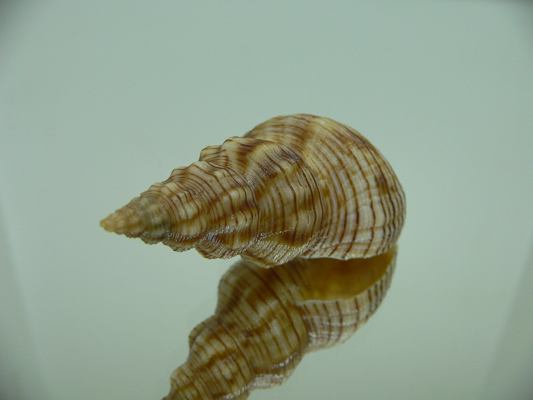 Siphonalia spadicea spadicea BIG & STRIPES