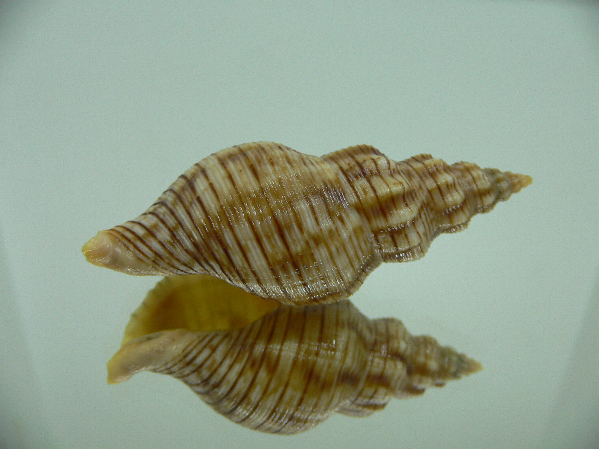 Siphonalia spadicea spadicea BIG & STRIPES