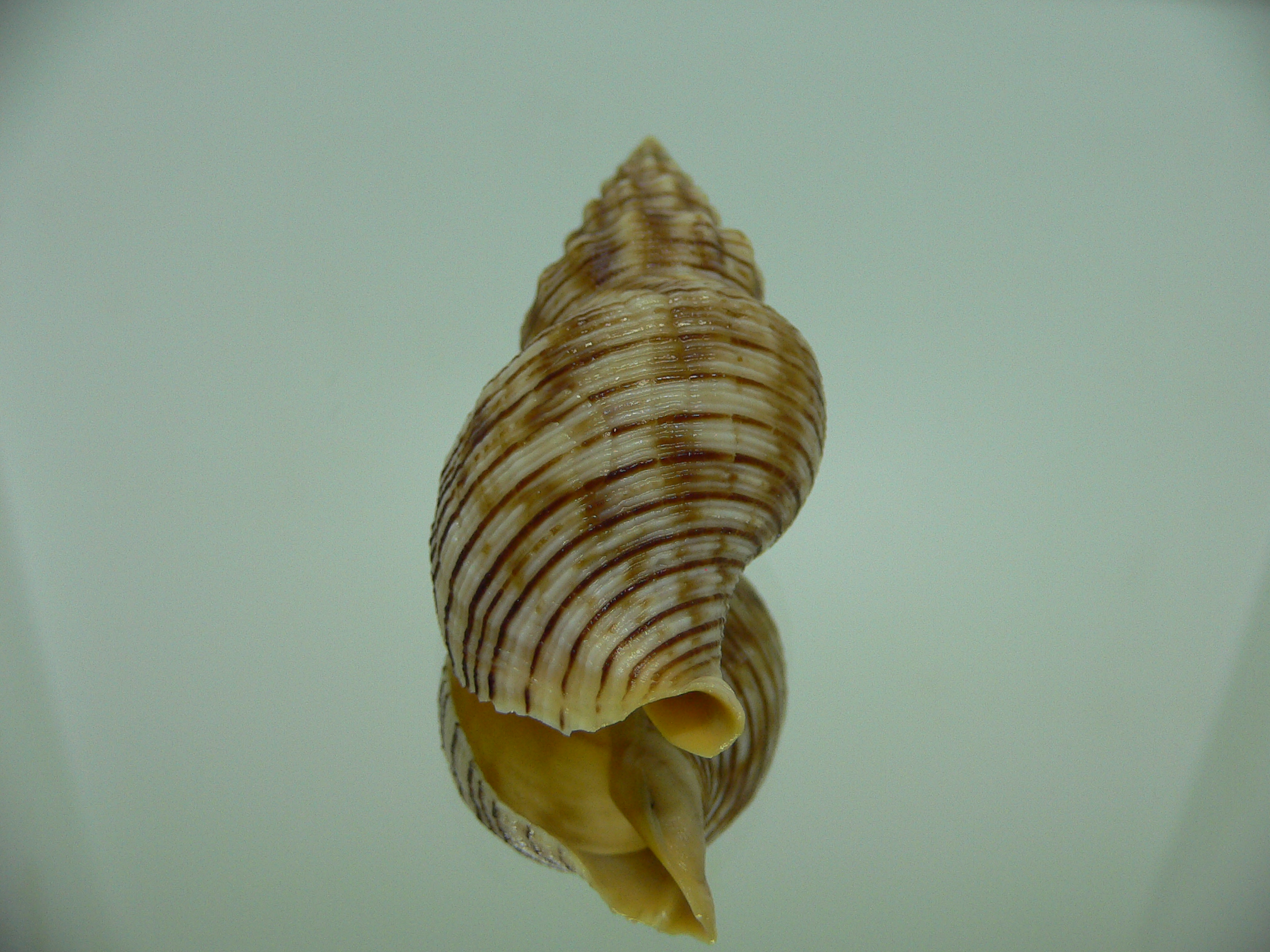 Siphonalia spadicea spadicea BIG & STRIPES