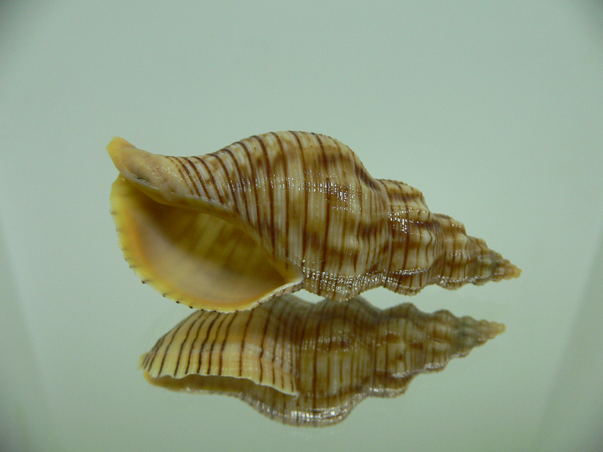 Siphonalia spadicea spadicea BIG & STRIPES