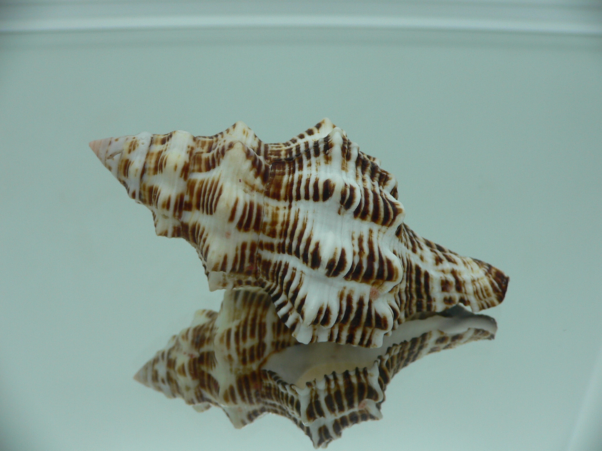 Latirus philberti BEAUTIFUL