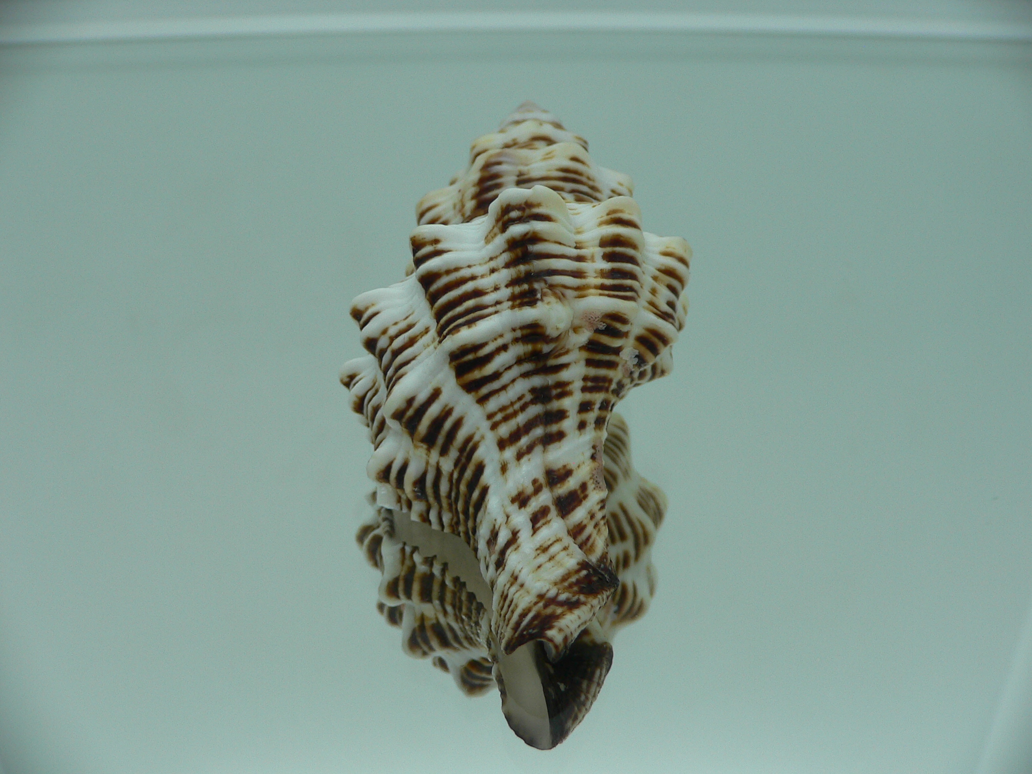 Latirus philberti BEAUTIFUL