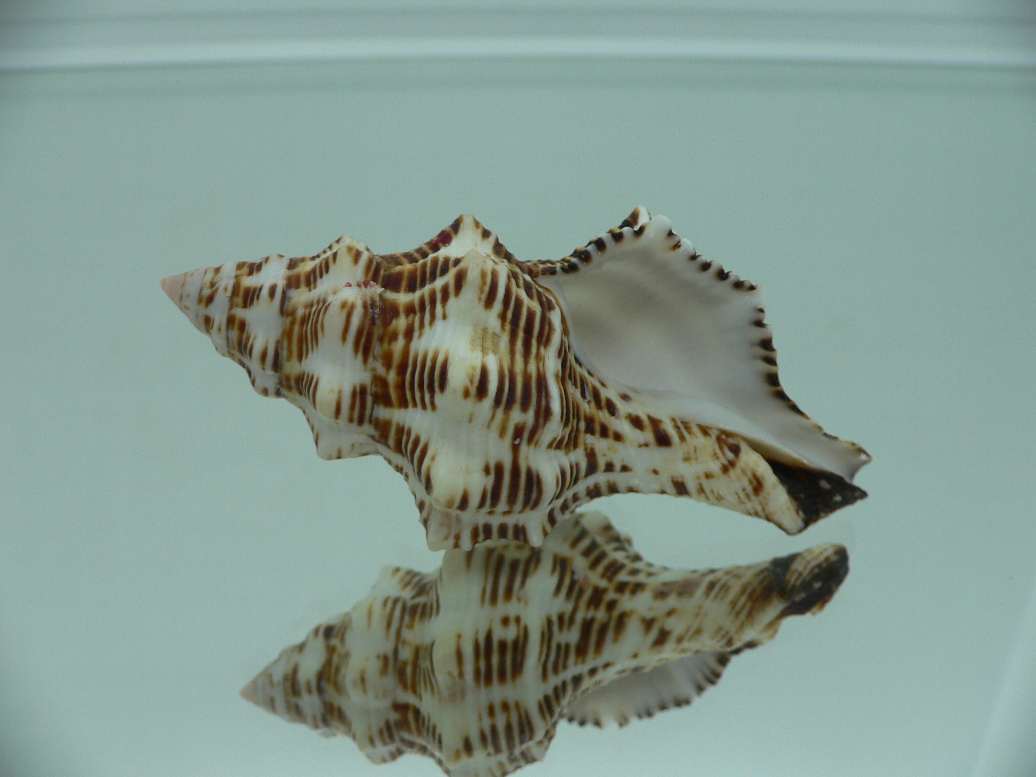 Latirus philberti BEAUTIFUL