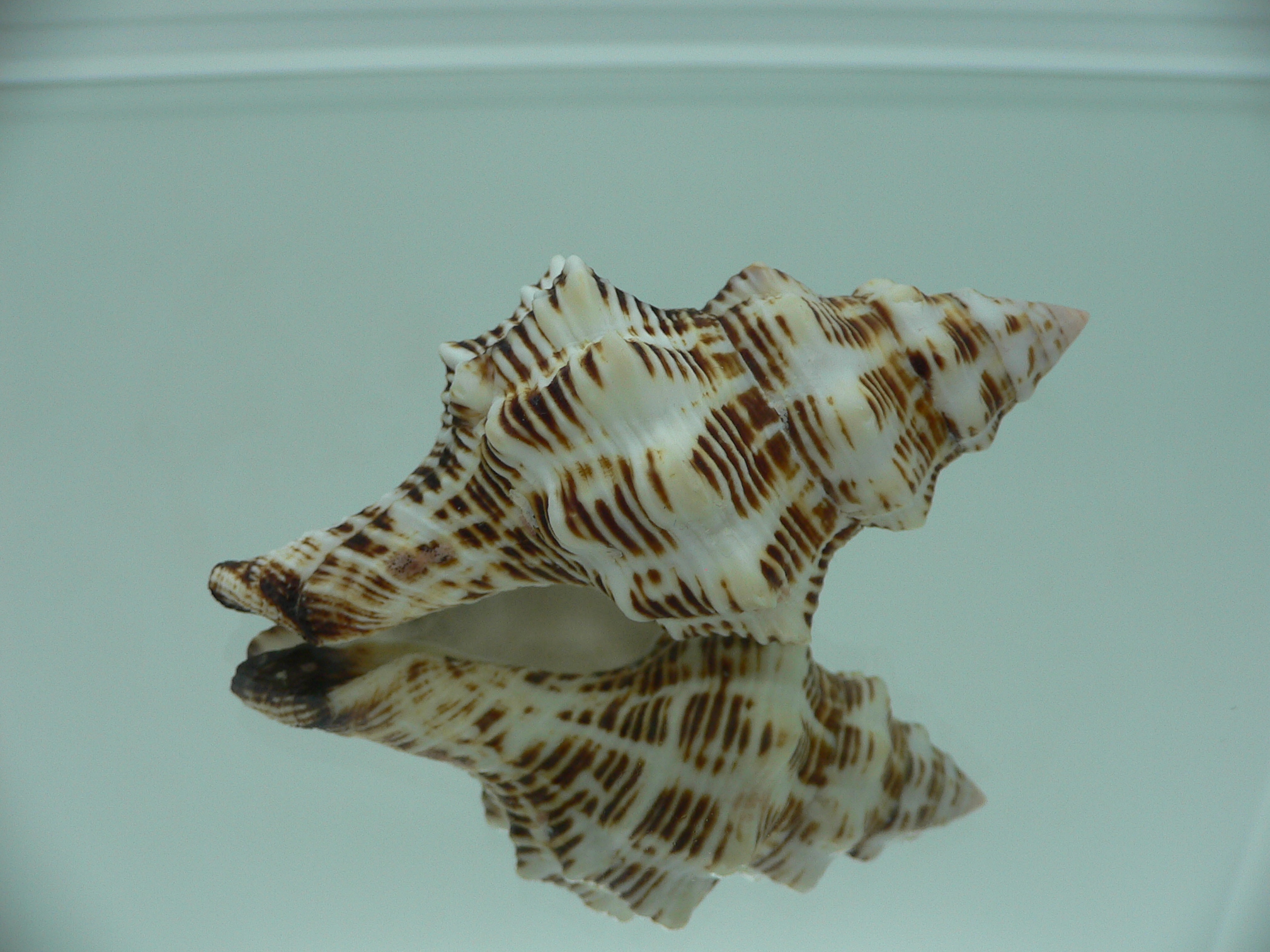 Latirus philberti BEAUTIFUL