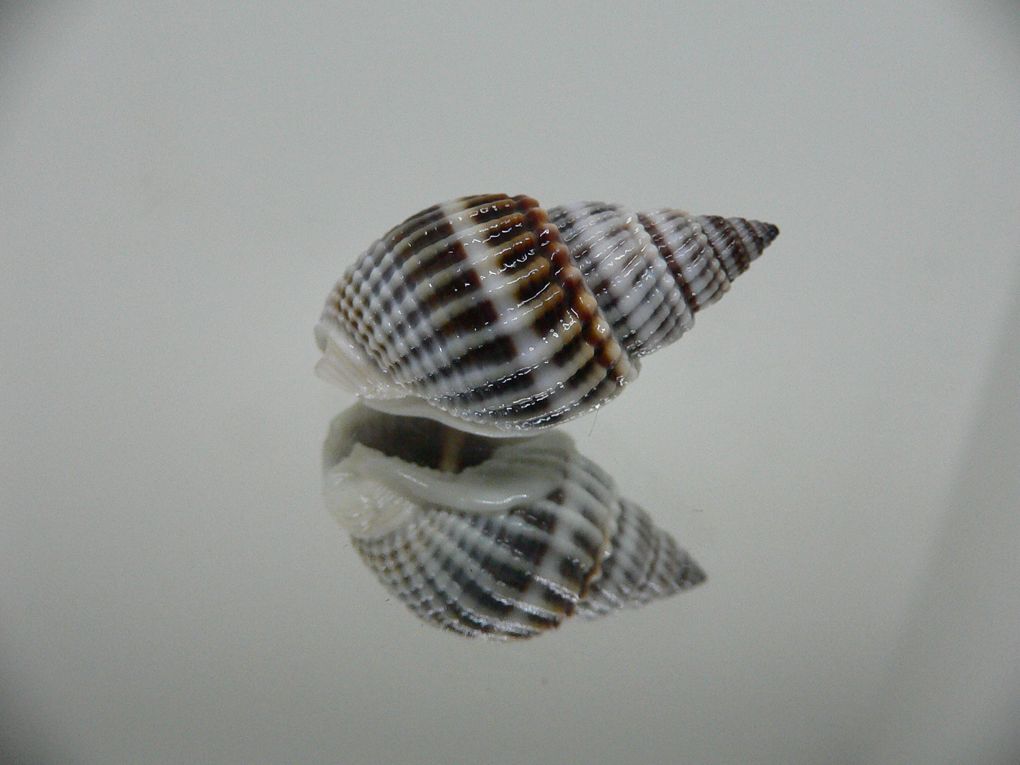 Nassarius livescens BLUE & STRIPES