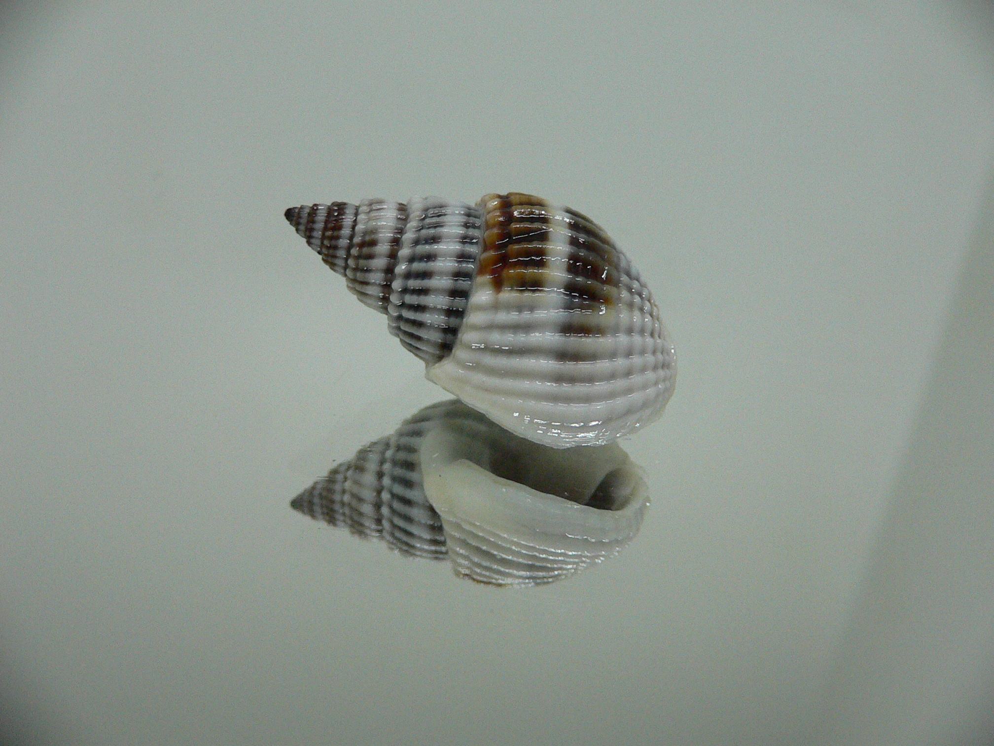 Nassarius livescens BLUE & STRIPES