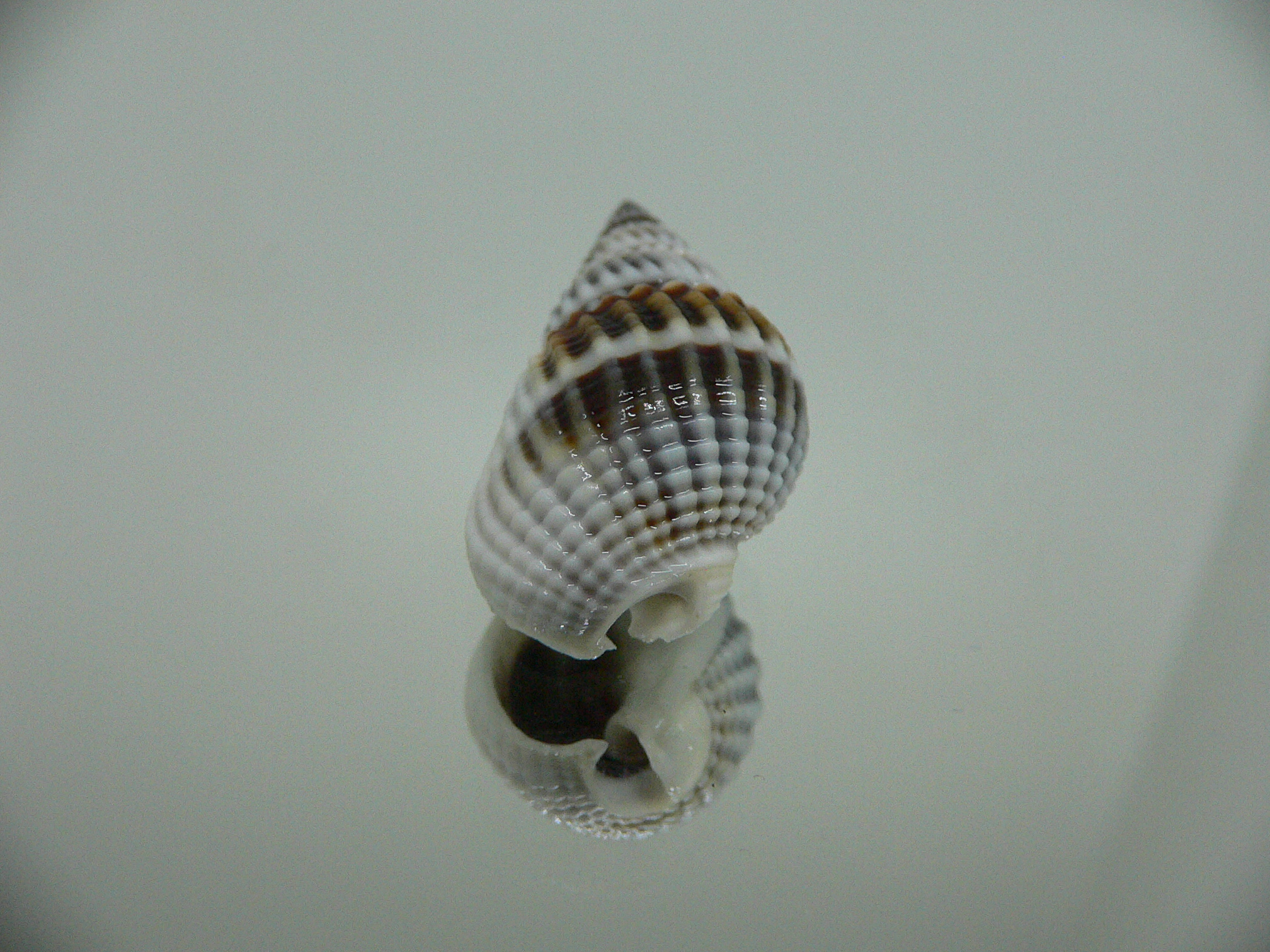 Nassarius livescens BLUE & STRIPES