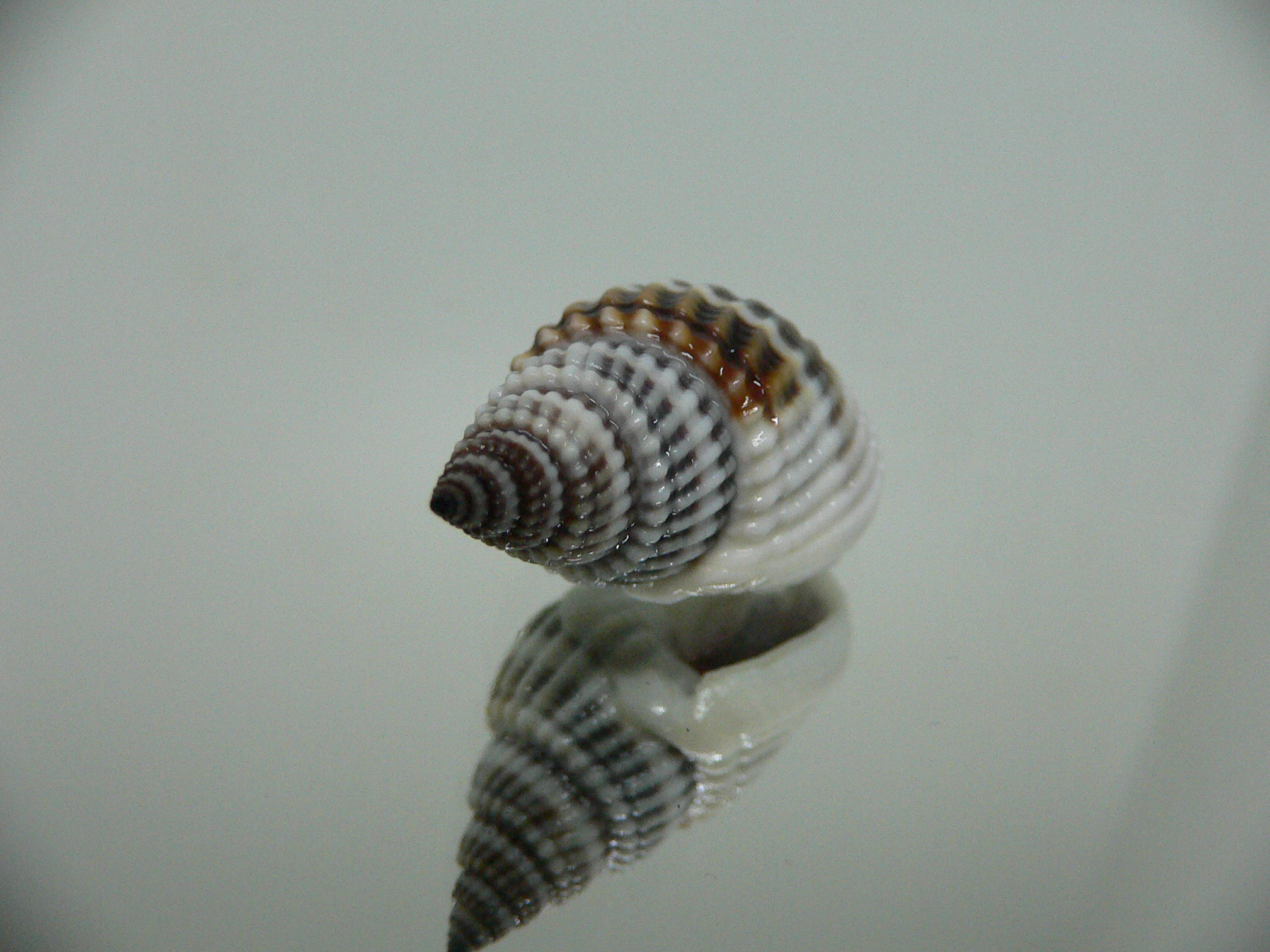 Nassarius livescens BLUE & STRIPES
