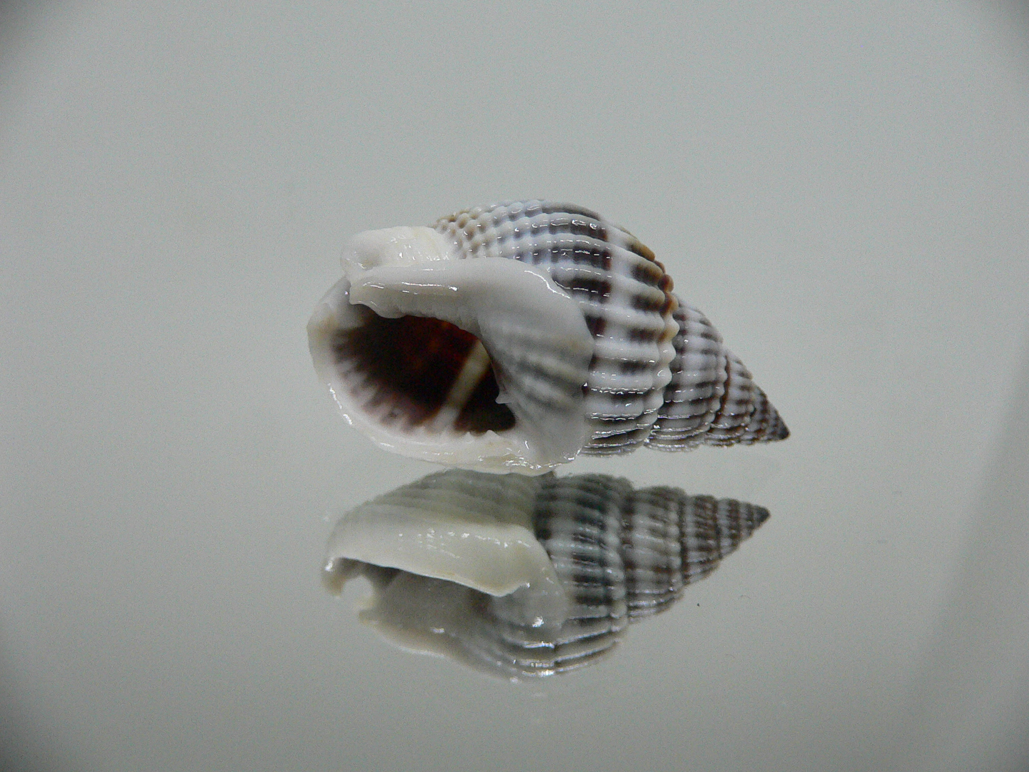 Nassarius livescens BLUE & STRIPES