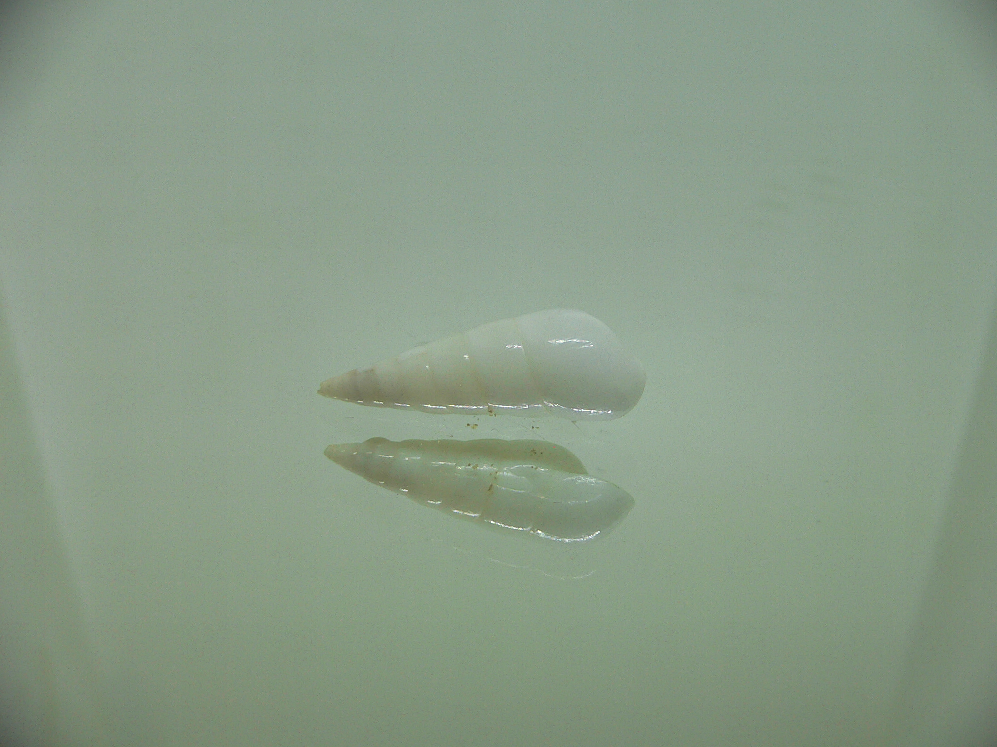 Melanella cumingii 1