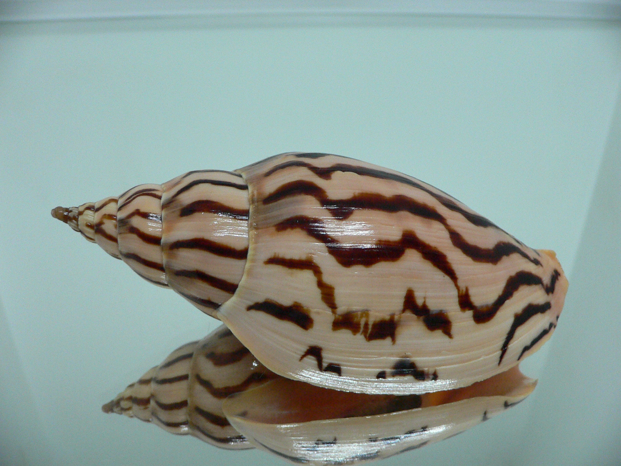 Harpulina lapponica loroisi STRIPES & DARK SPOTS