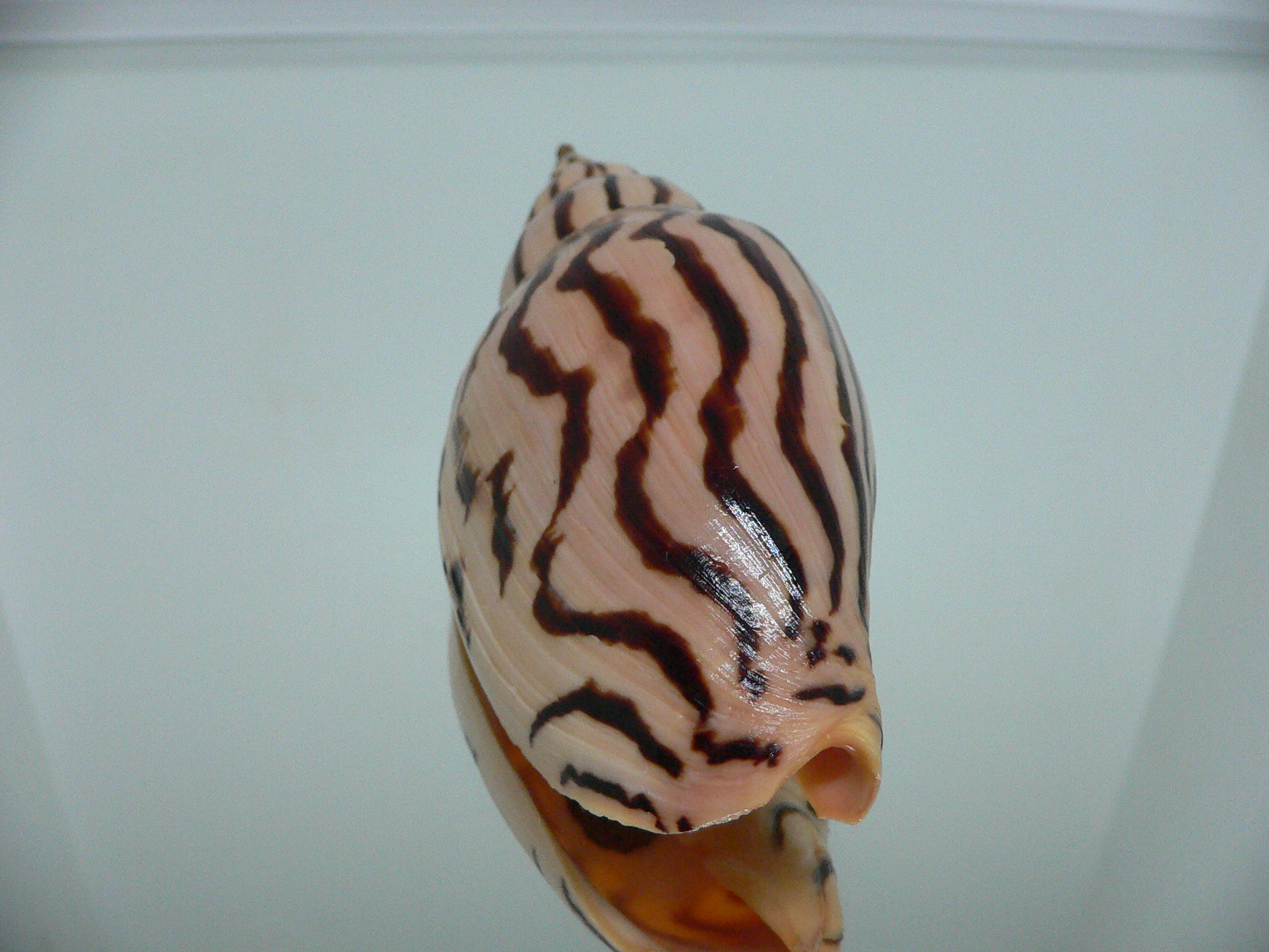 Harpulina lapponica loroisi STRIPES & DARK SPOTS