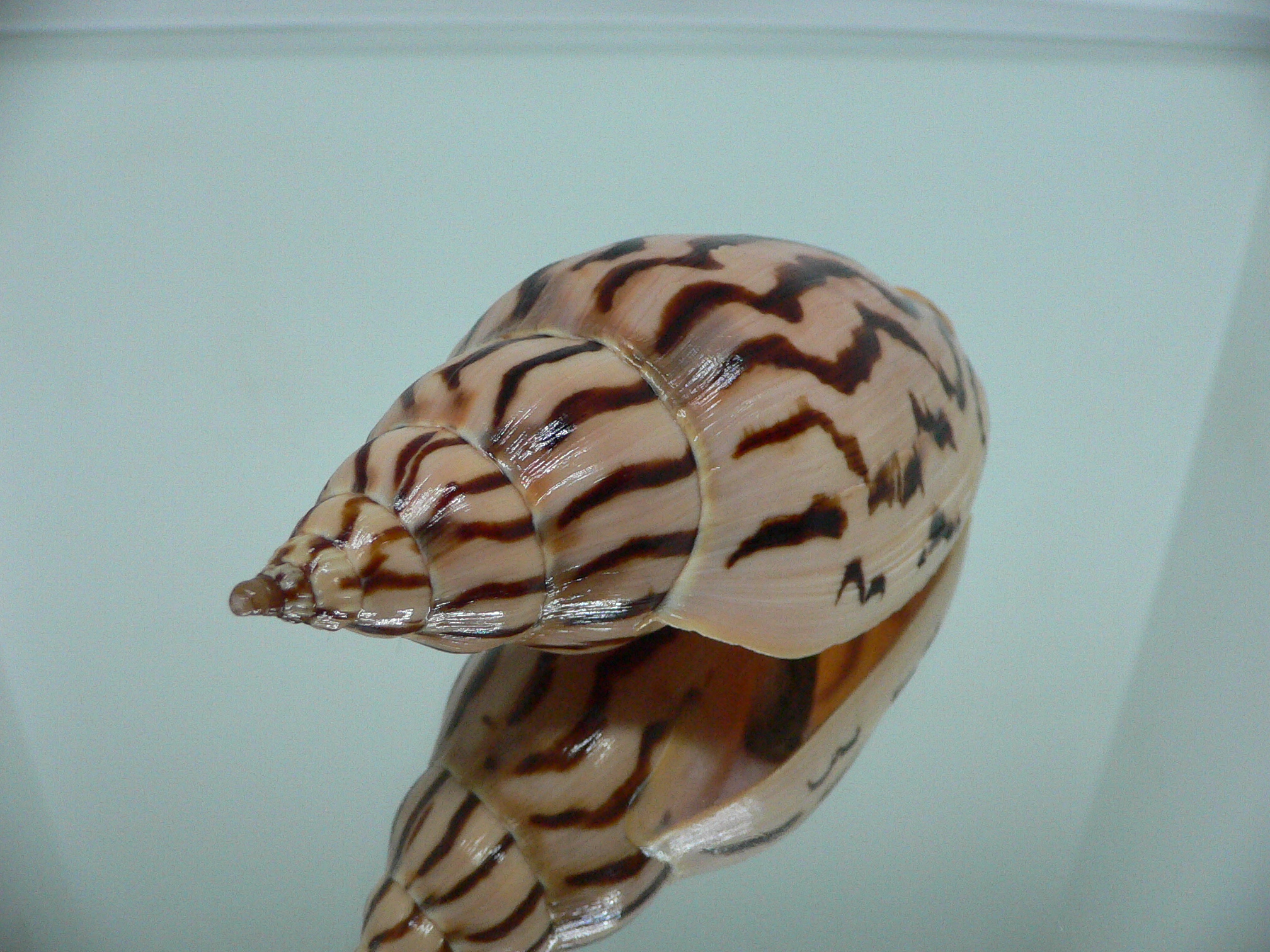 Harpulina lapponica loroisi STRIPES & DARK SPOTS