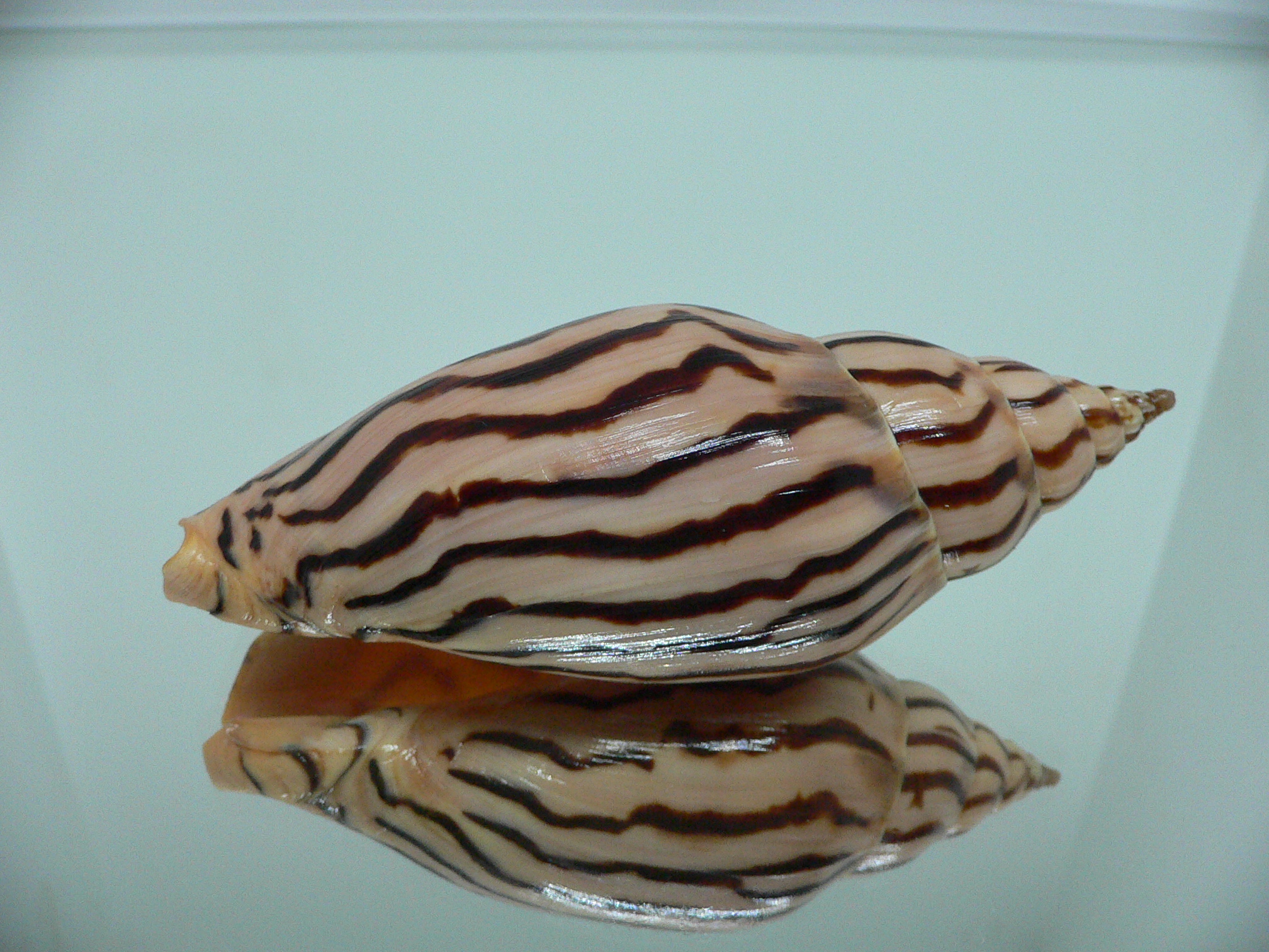 Harpulina lapponica loroisi STRIPES & DARK SPOTS