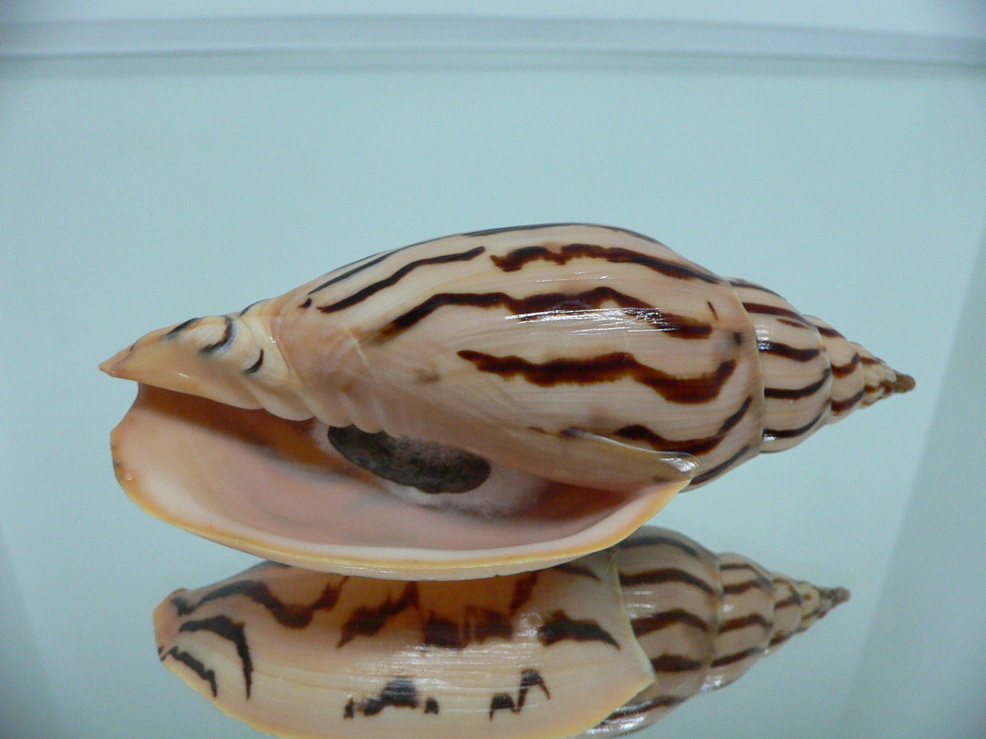 Harpulina lapponica loroisi STRIPES & DARK SPOTS