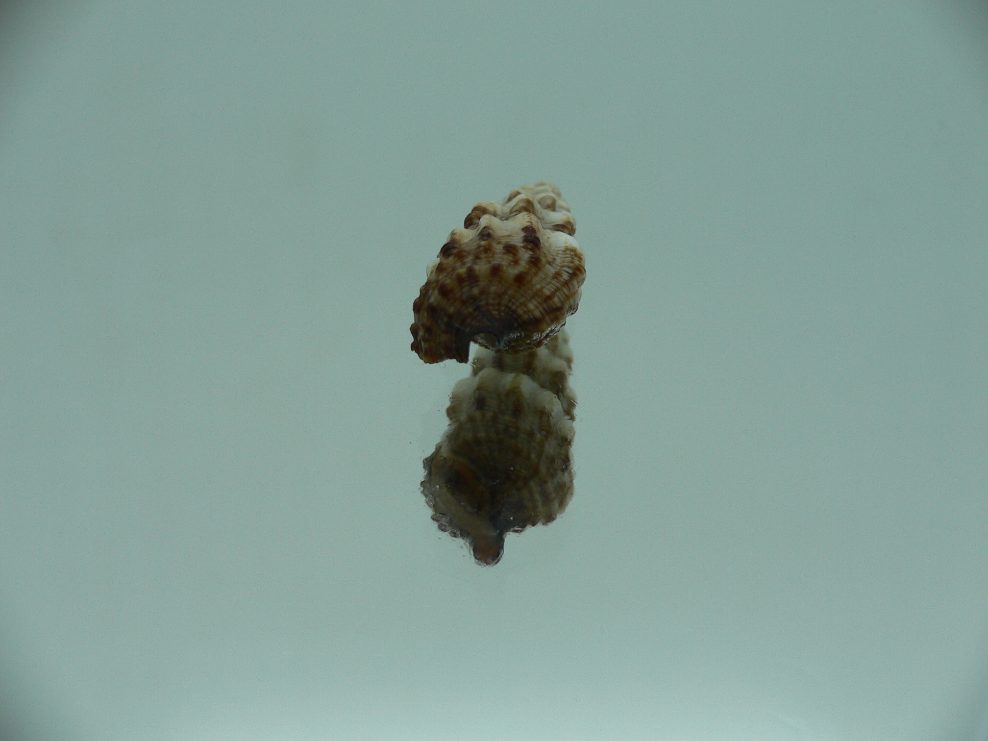 Cerithium novaehollondiae