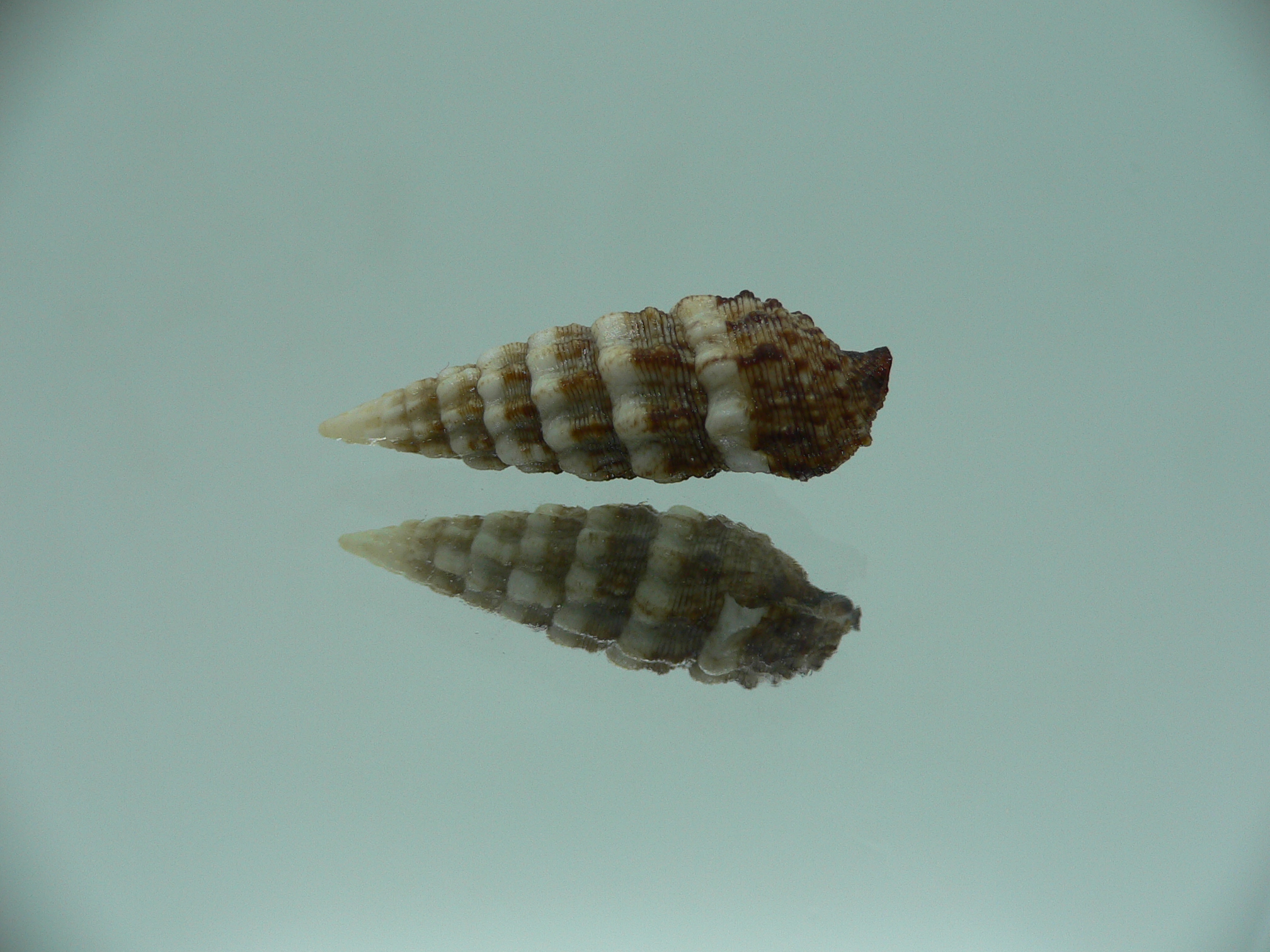 Cerithium novaehollondiae