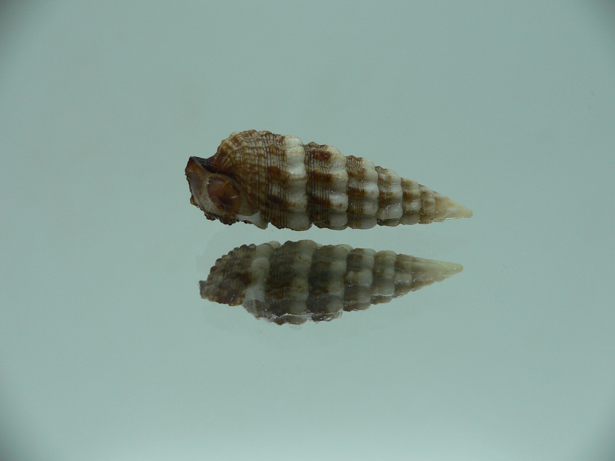 Cerithium novaehollondiae