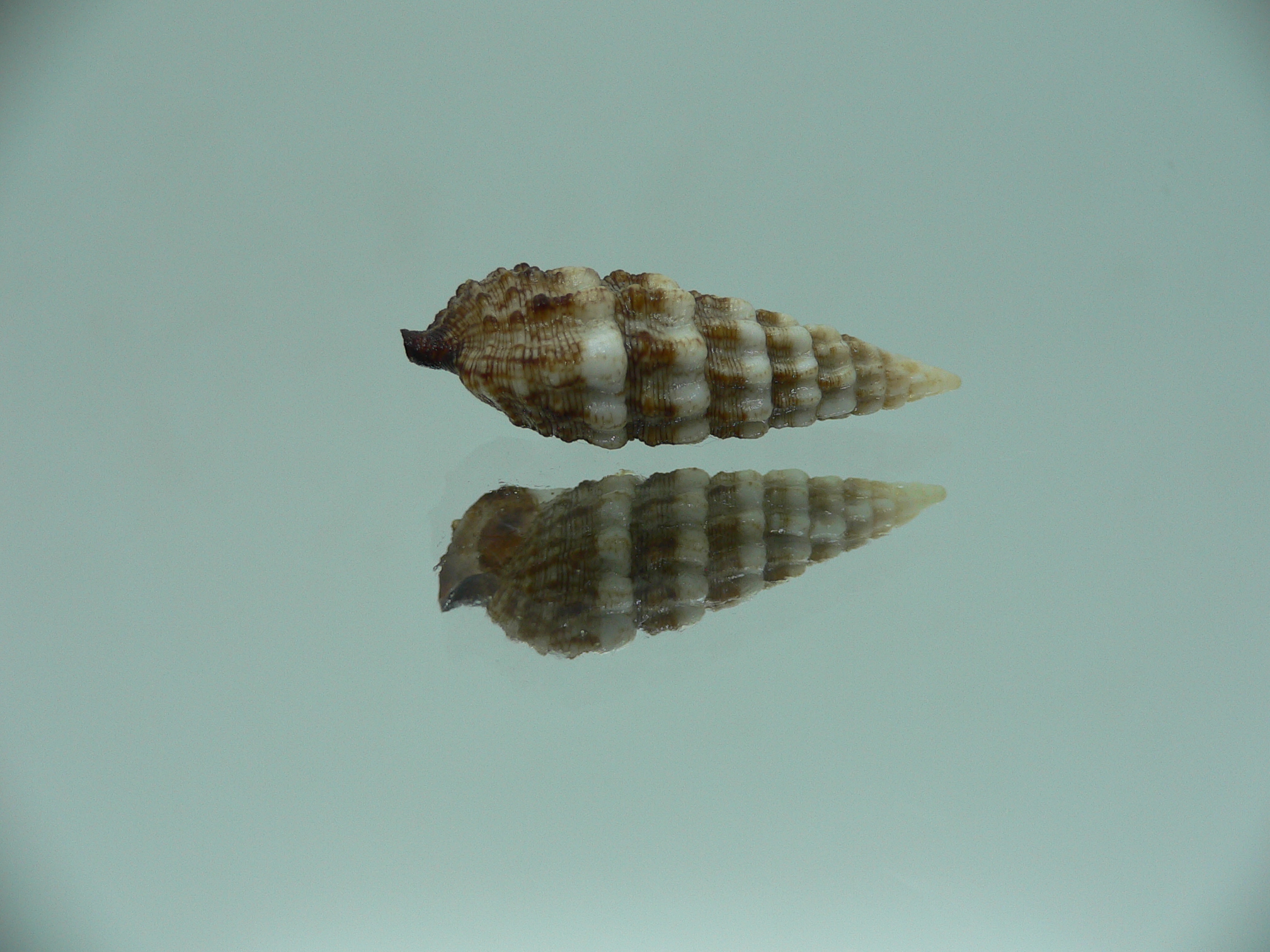 Cerithium novaehollondiae