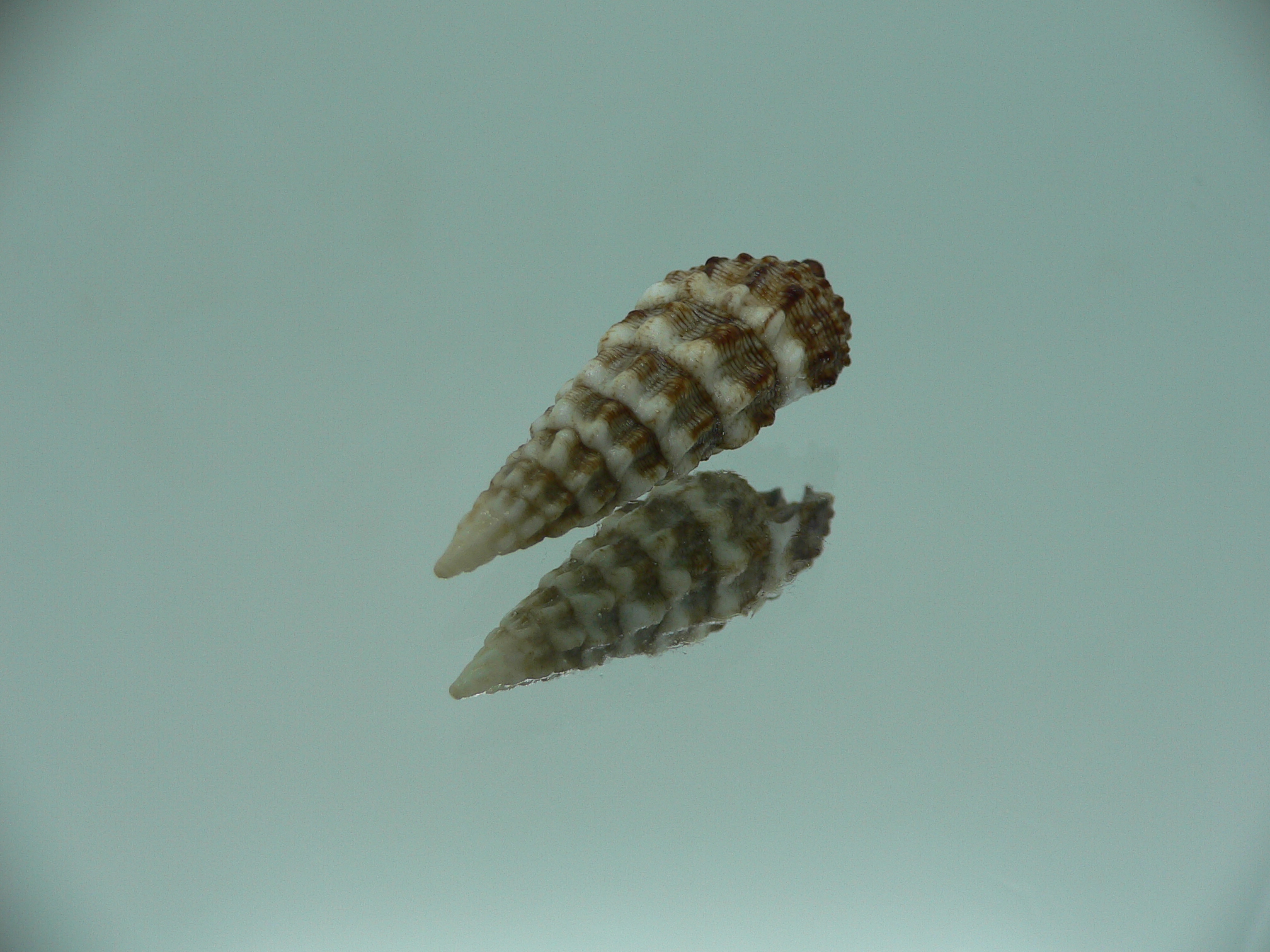 Cerithium novaehollondiae