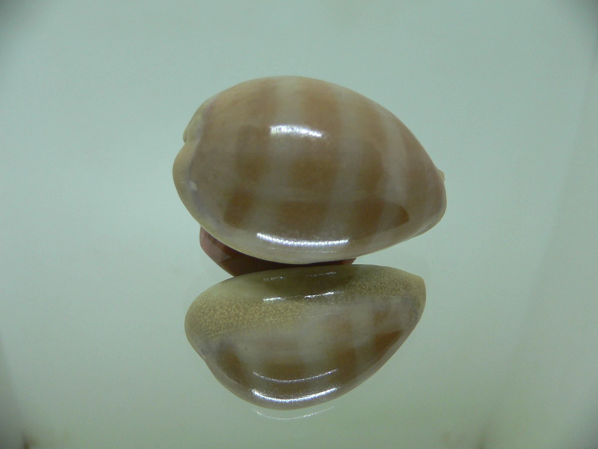 Cypraea carneola crassa (var.) GLOBOSE