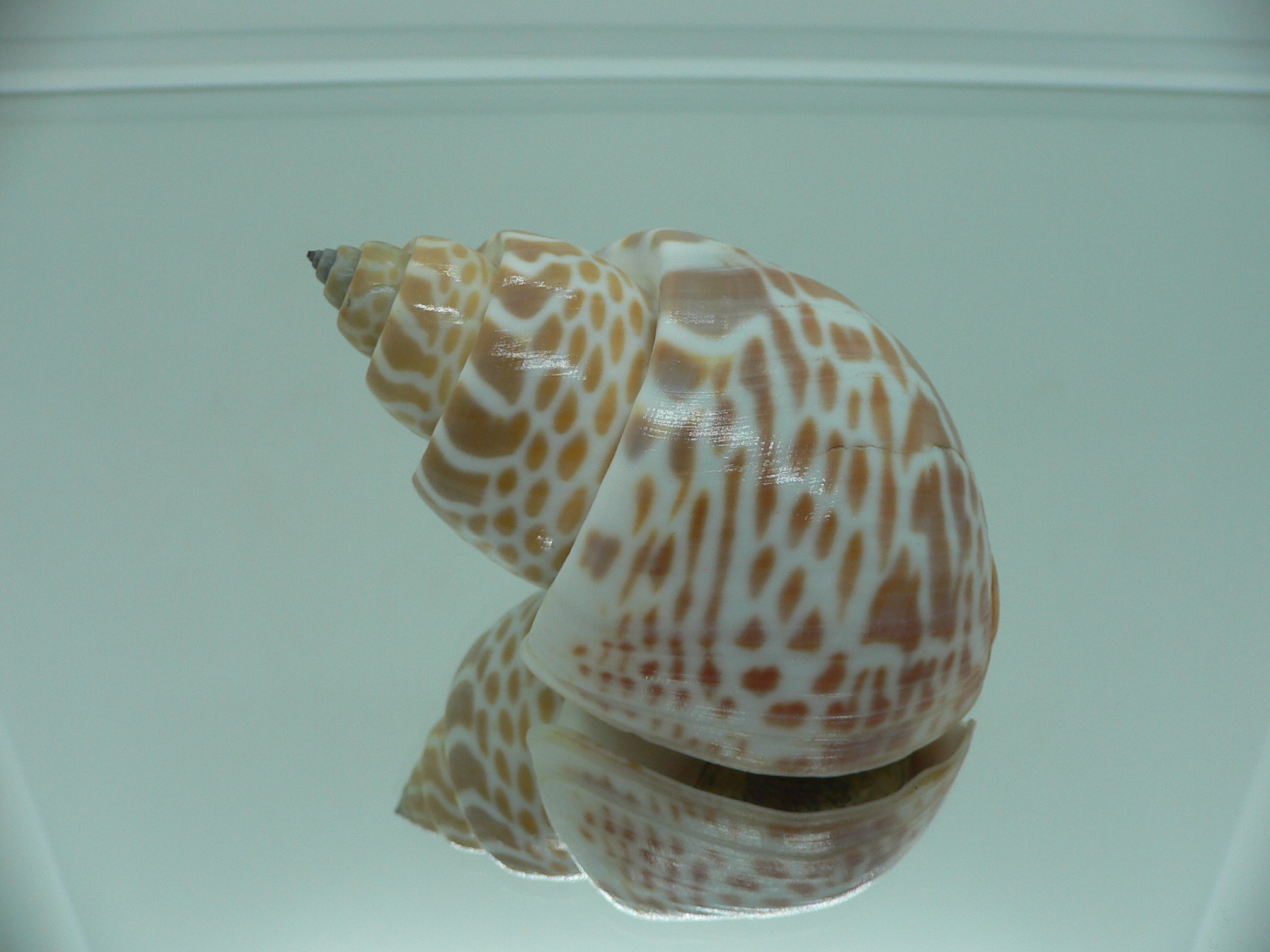 Babylonia spirata BIG & IDEAL