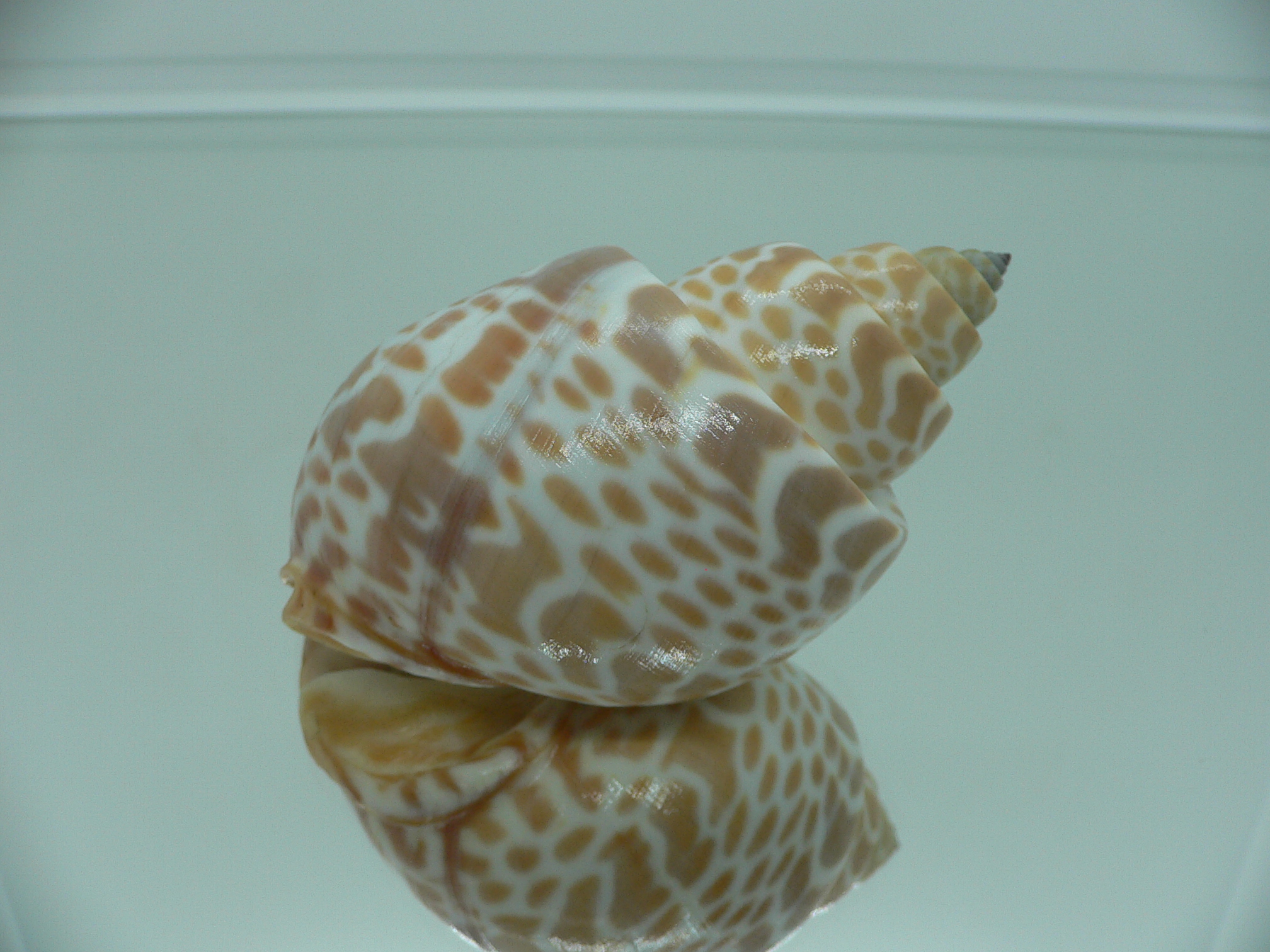 Babylonia spirata BIG & IDEAL