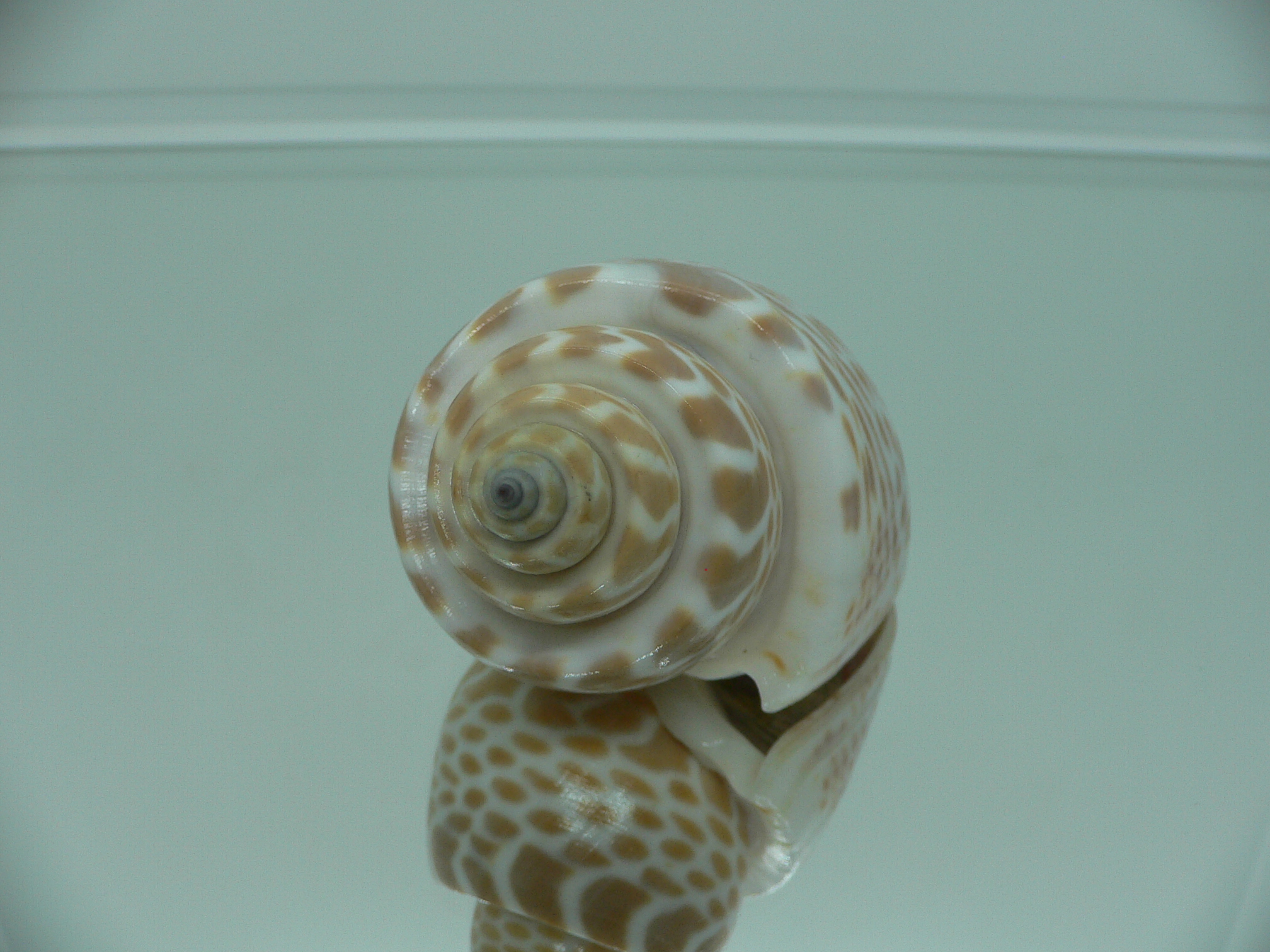 Babylonia spirata BIG & IDEAL