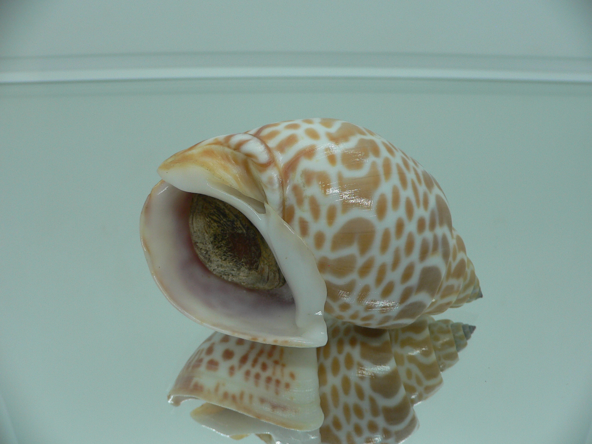 Babylonia spirata BIG & IDEAL