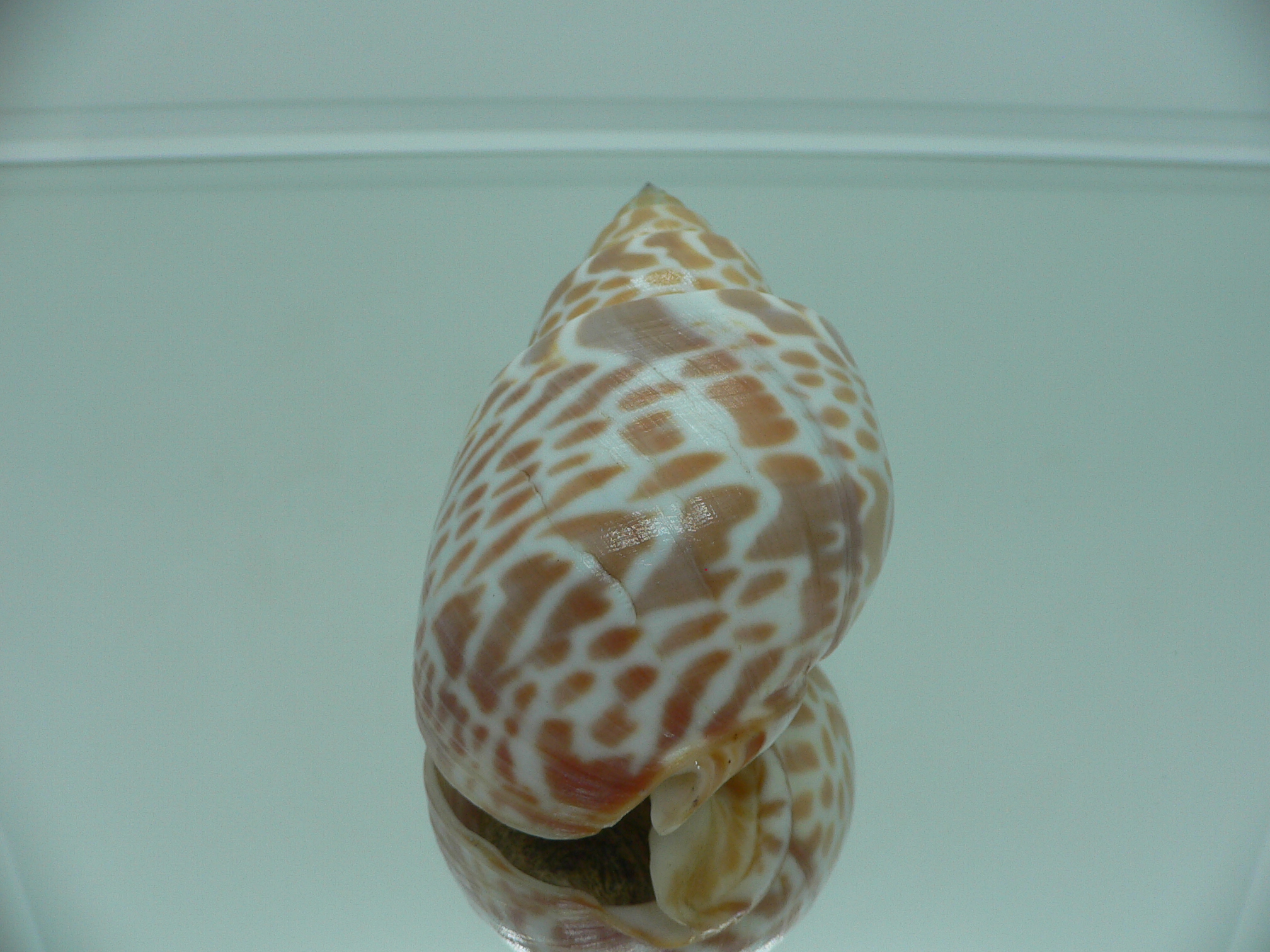 Babylonia spirata BIG & IDEAL