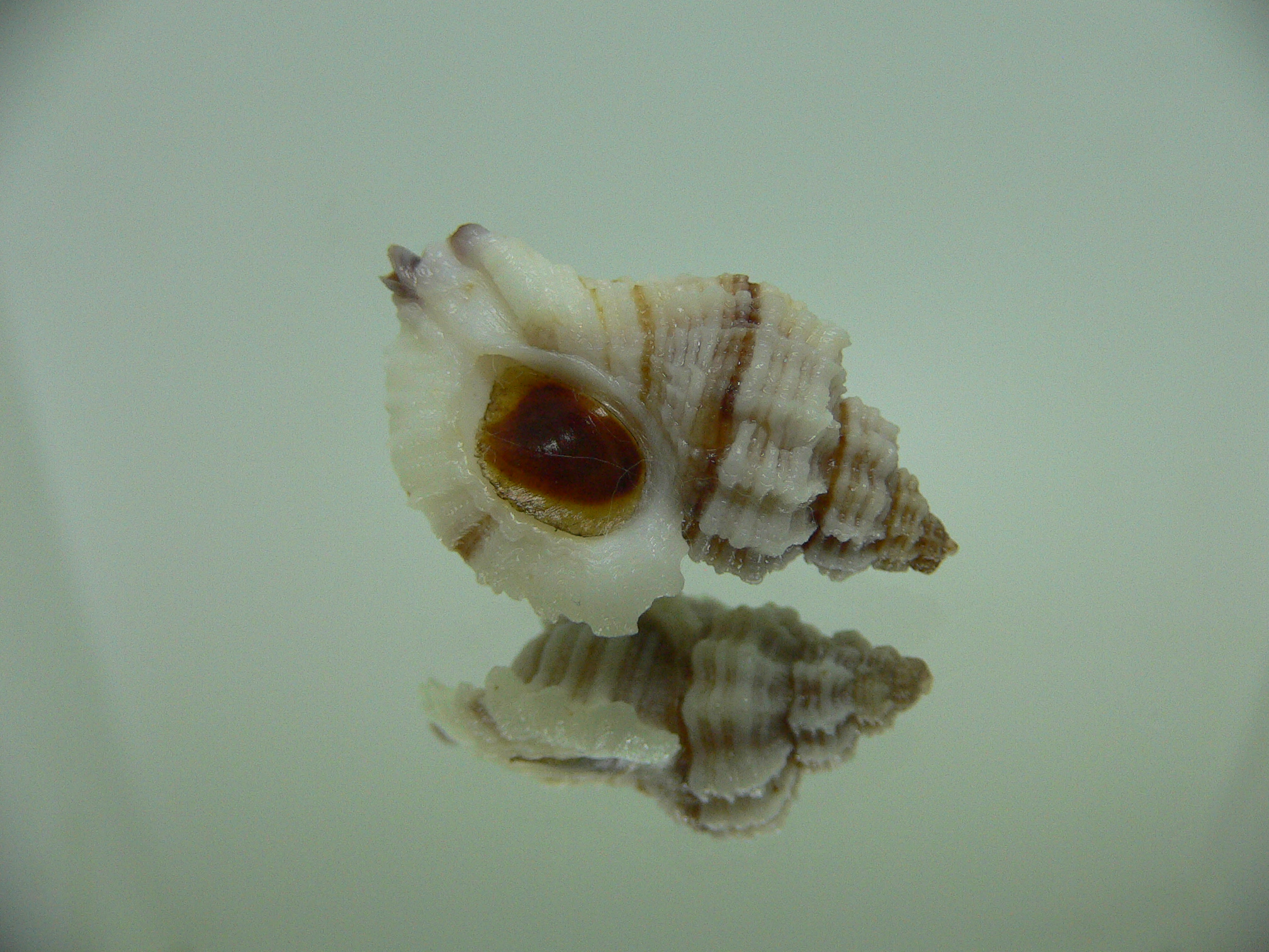Ocinebrellus lumarius ENDEMIC & LILAC